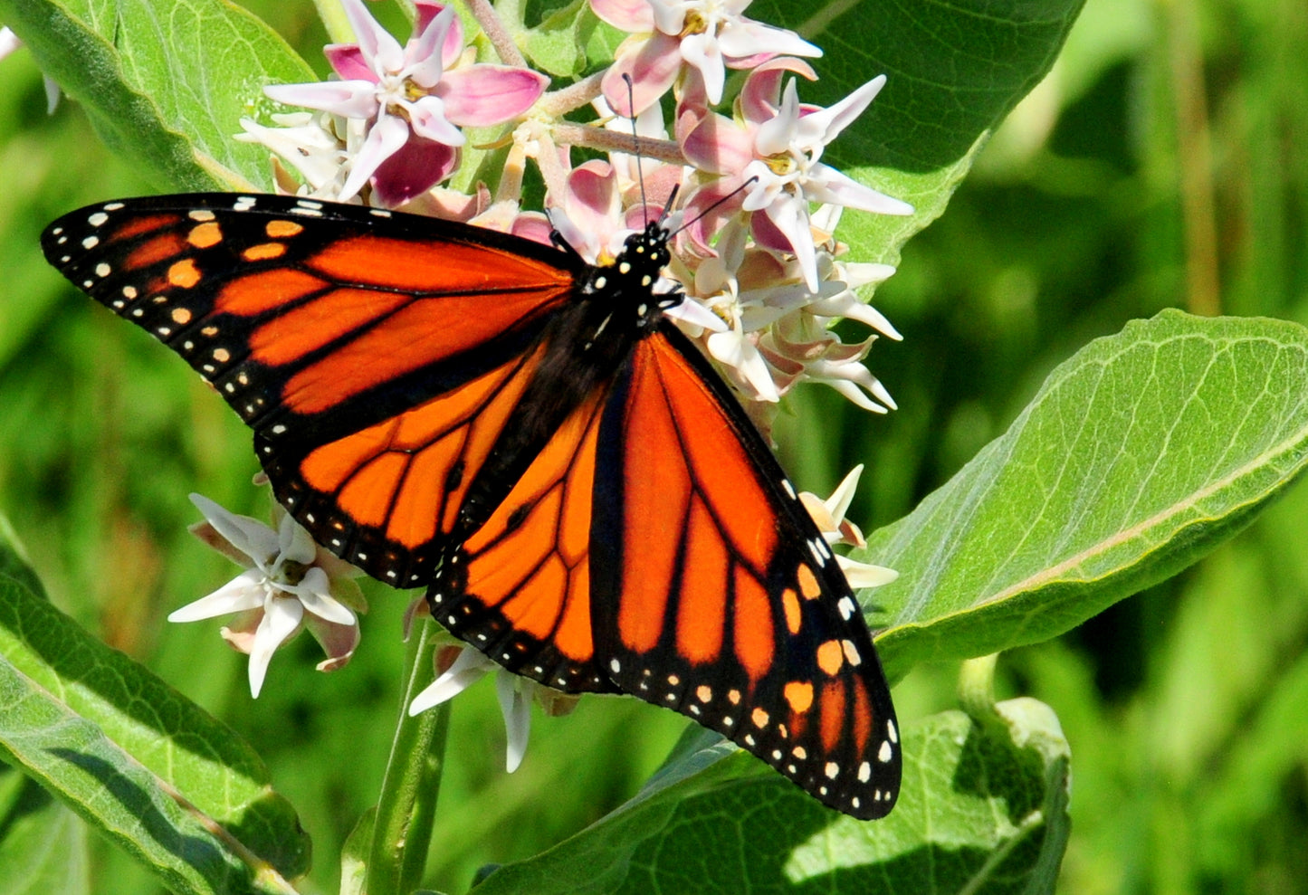 50 SHOWY (Greek) MILKWEED Asclepias Speciosa Flower Seeds