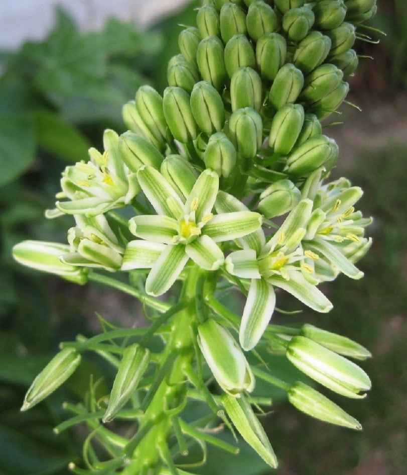 20 PREGNANT ONION SEEDS aka False Sea Onion Lily Ornithogalum Caudatum Flower Good Houseplant