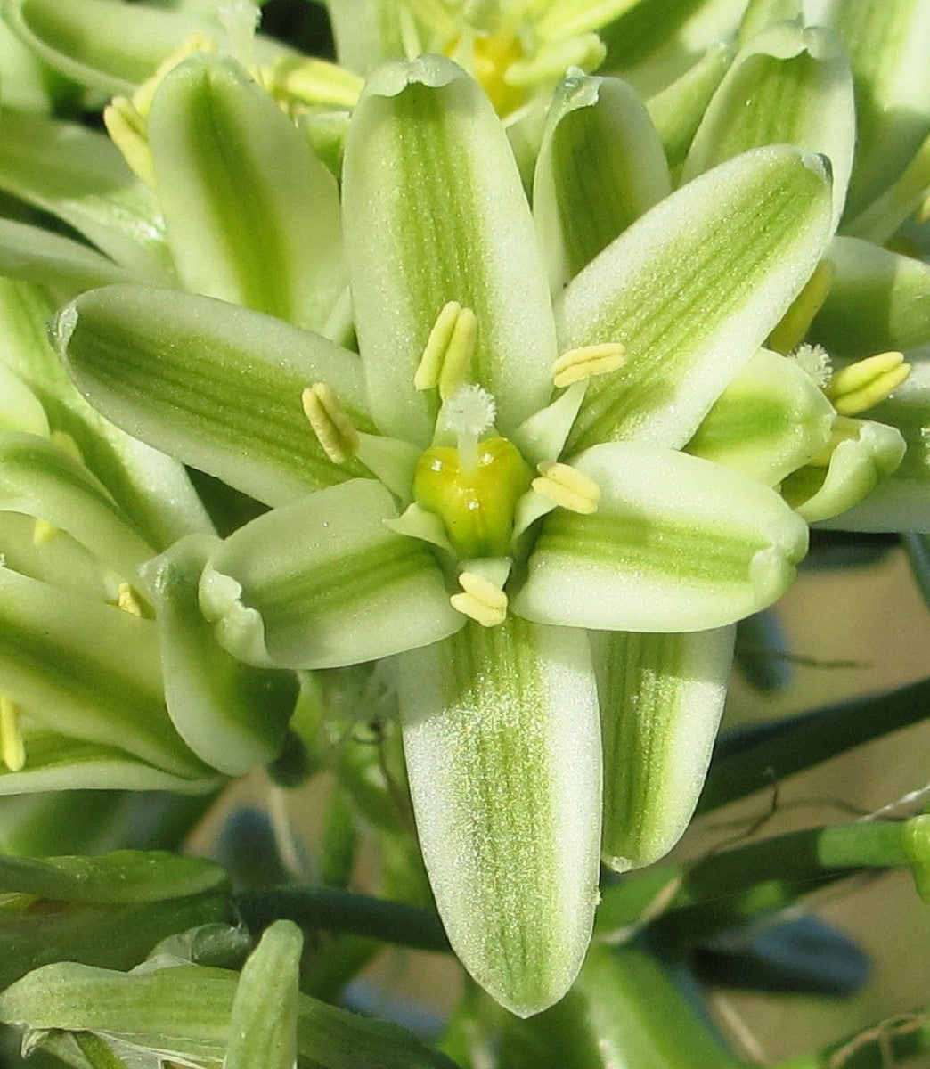 20 PREGNANT ONION SEEDS aka False Sea Onion Lily Ornithogalum Caudatum Flower Good Houseplant