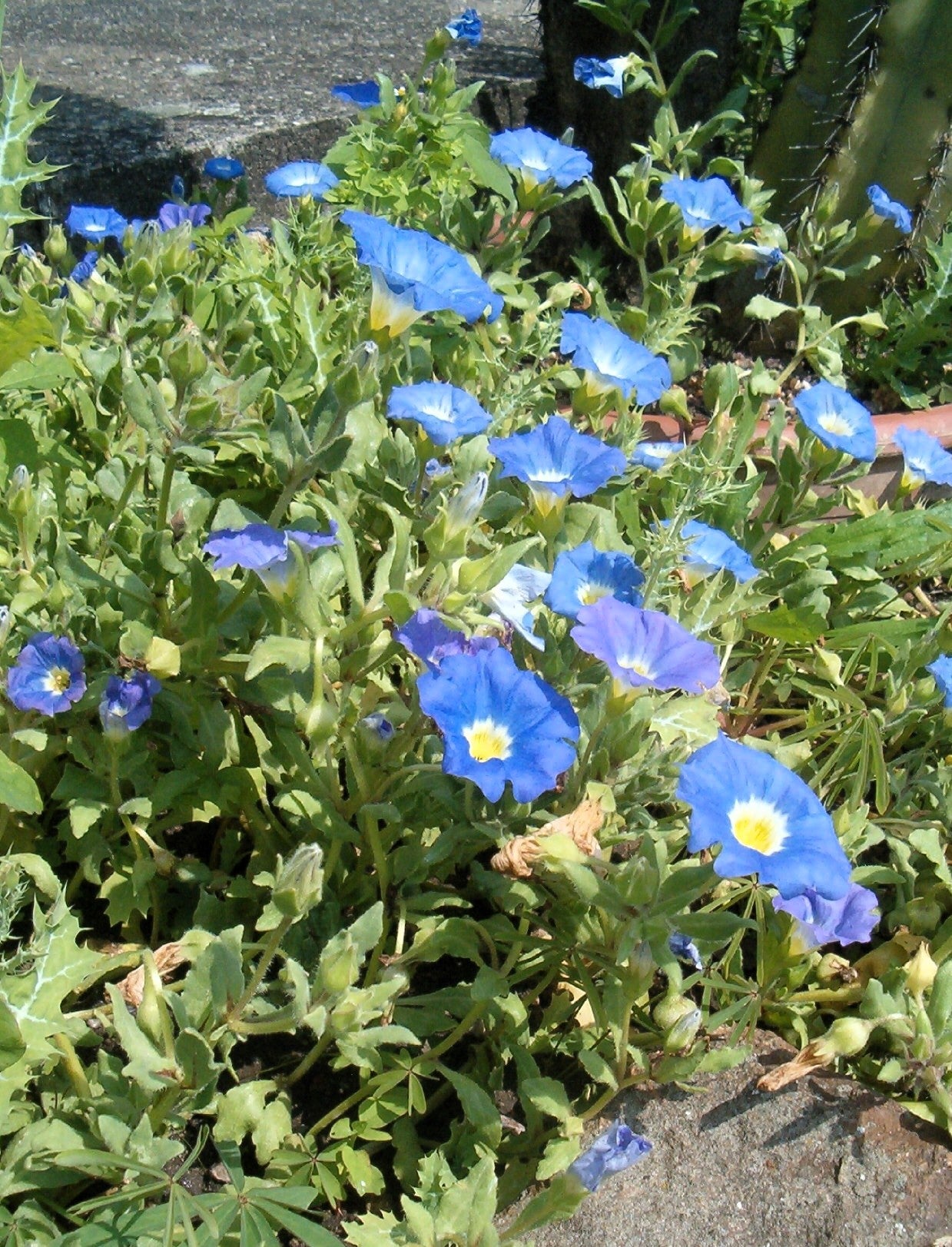 Seedville Chilean Bellflower - Thumbnail 2