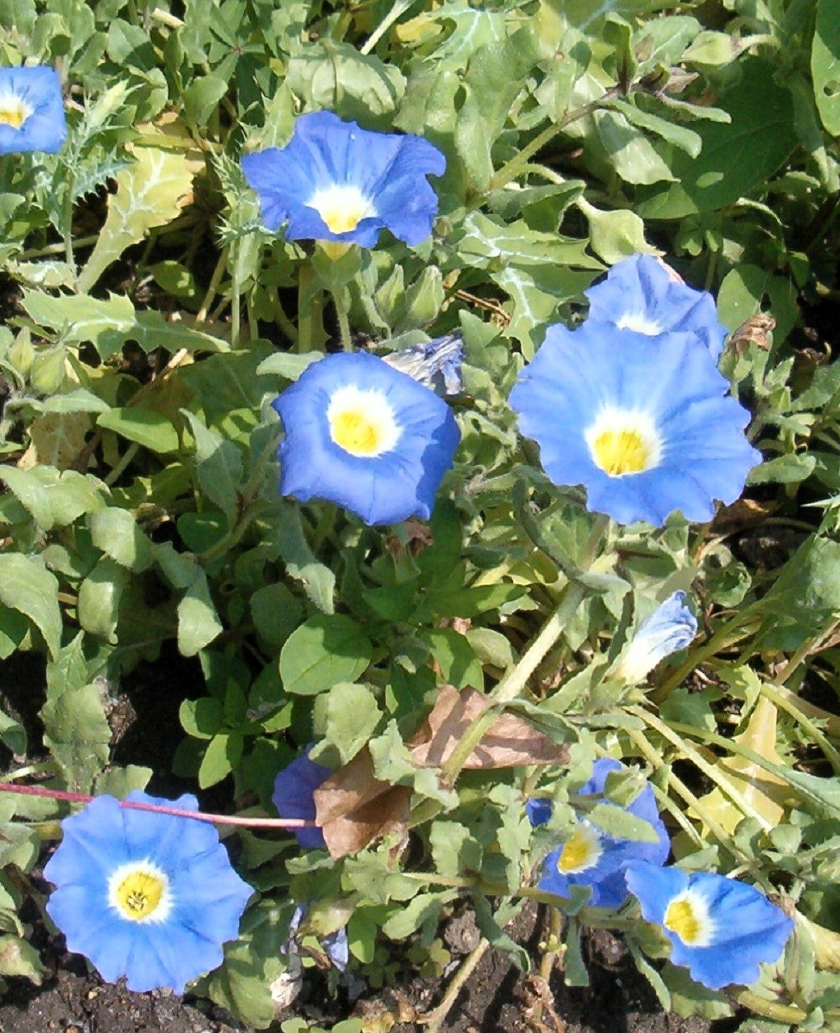 blue succulent seeds 25 BLUE CHILEAN BELLFLOWER Nolana Paradoxa Succulent Ground Cover Flow – Seedville USA