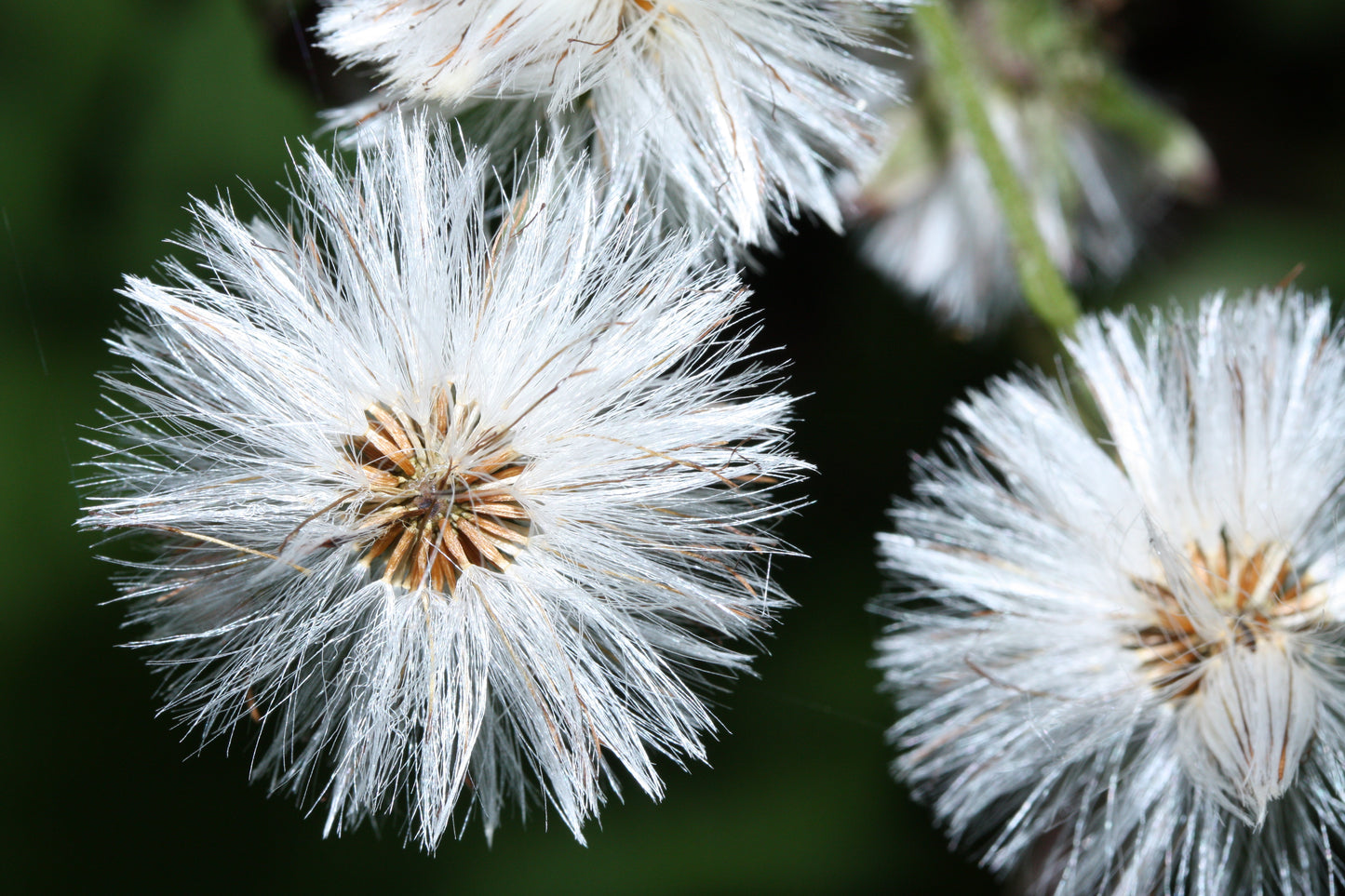 100 ARCTIC SWEET COLTSFOOT Petasites Frigidus Sun Shade Moist White Pink Flower Herb Seeds