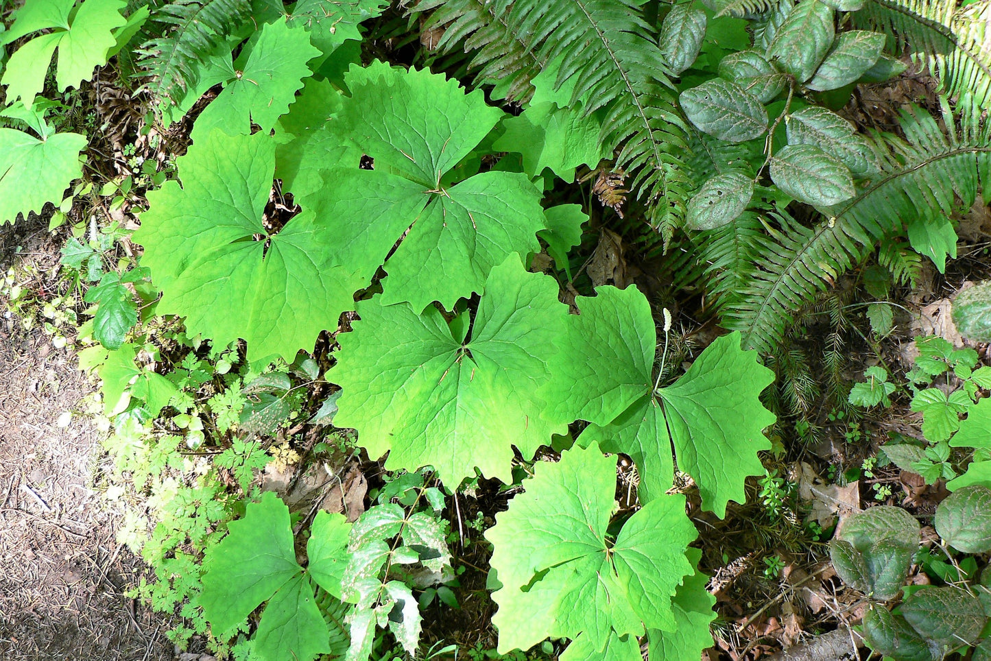 10 VANILLA LEAF Achlys Triphylla Deer Foot Vanillaleaf Fragrant Foliage White Shade Groundcover Flower Seeds