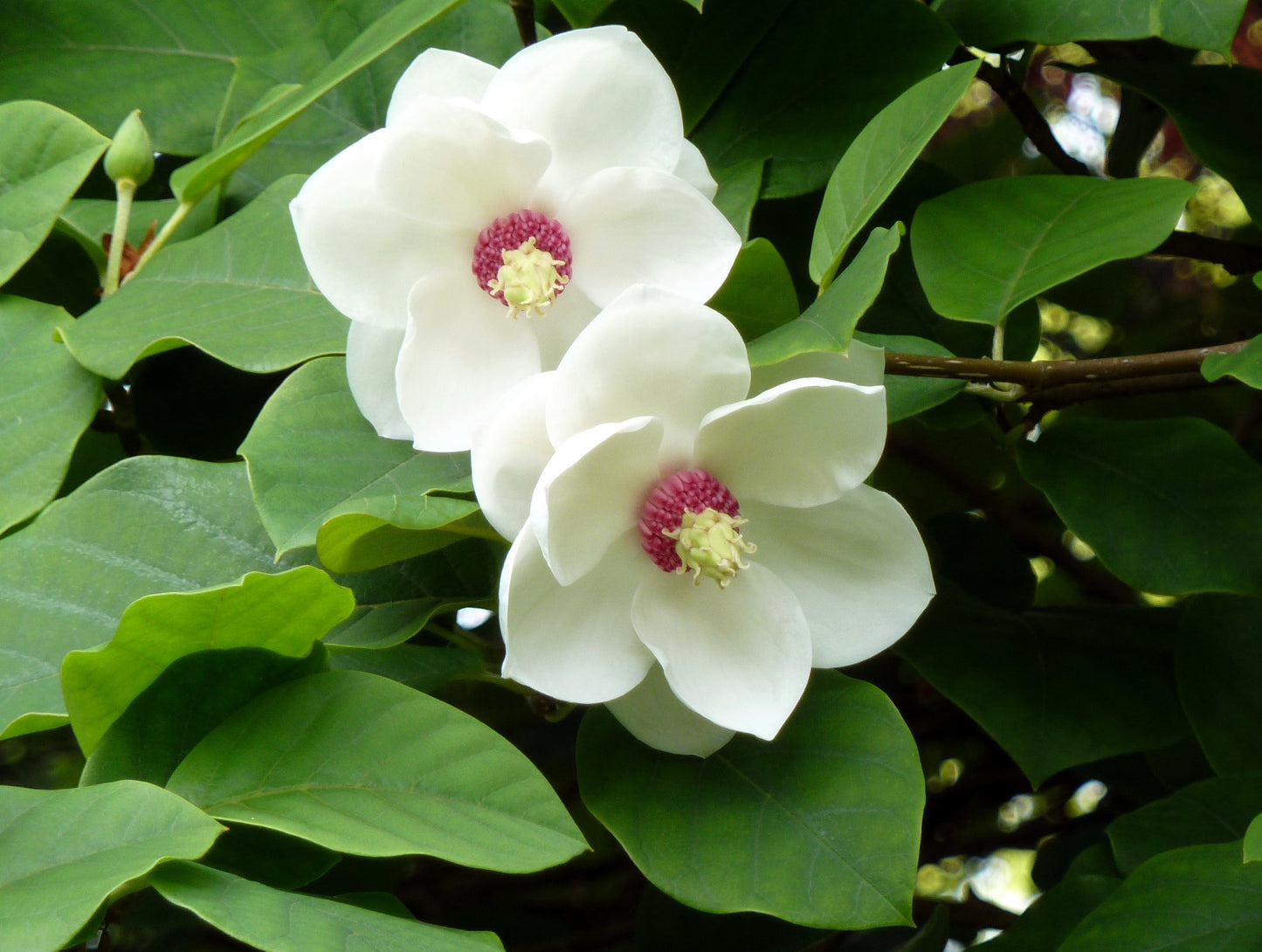 10 OYAMA MAGNOLIA TREE White Pink Flower Pink Pod Sieboldii Siebolds Shrub Seeds