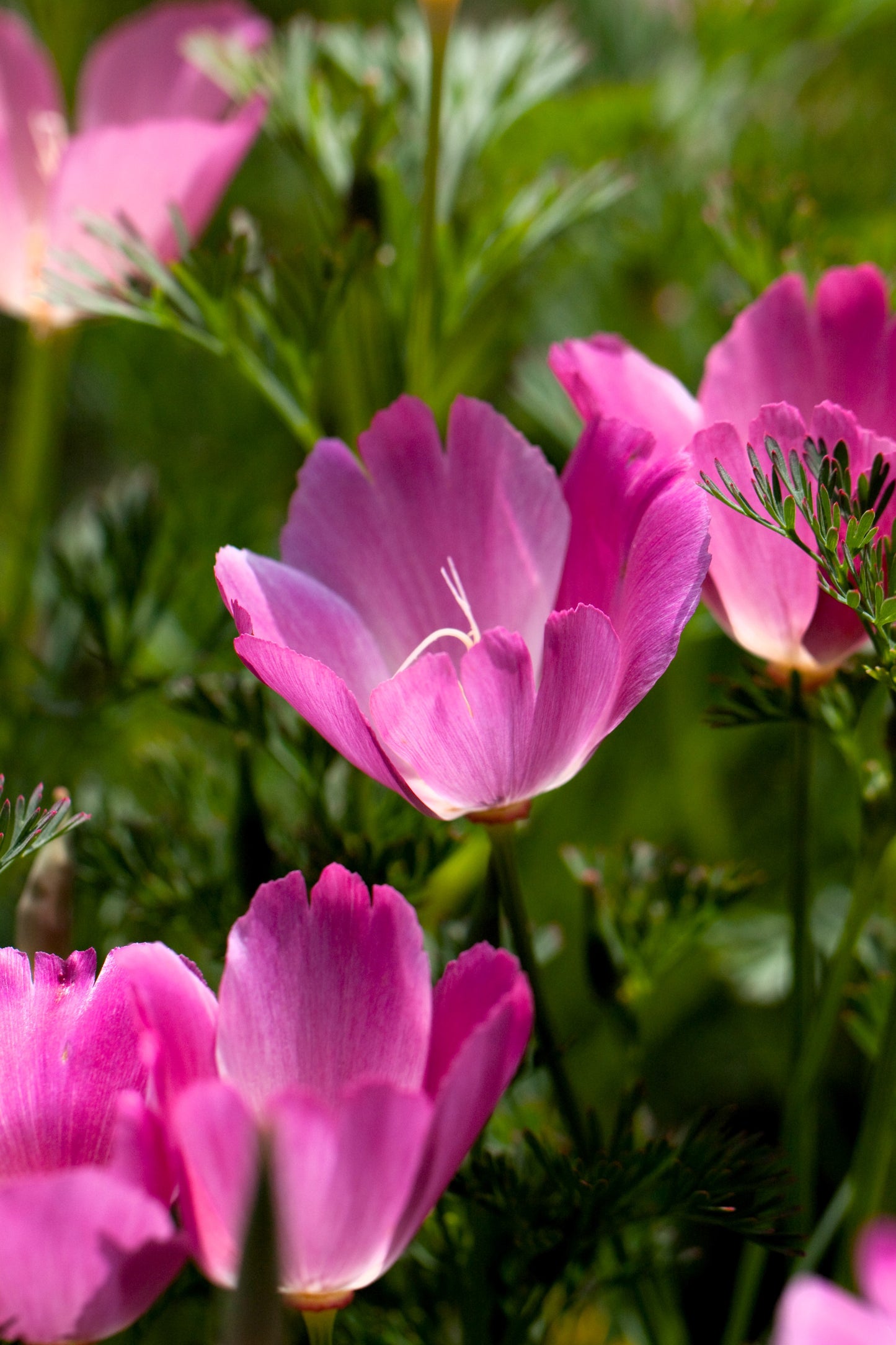 100 PURPLE Gleam CALIFORNIA POPPY Eschscholzia Californica Flower Seeds