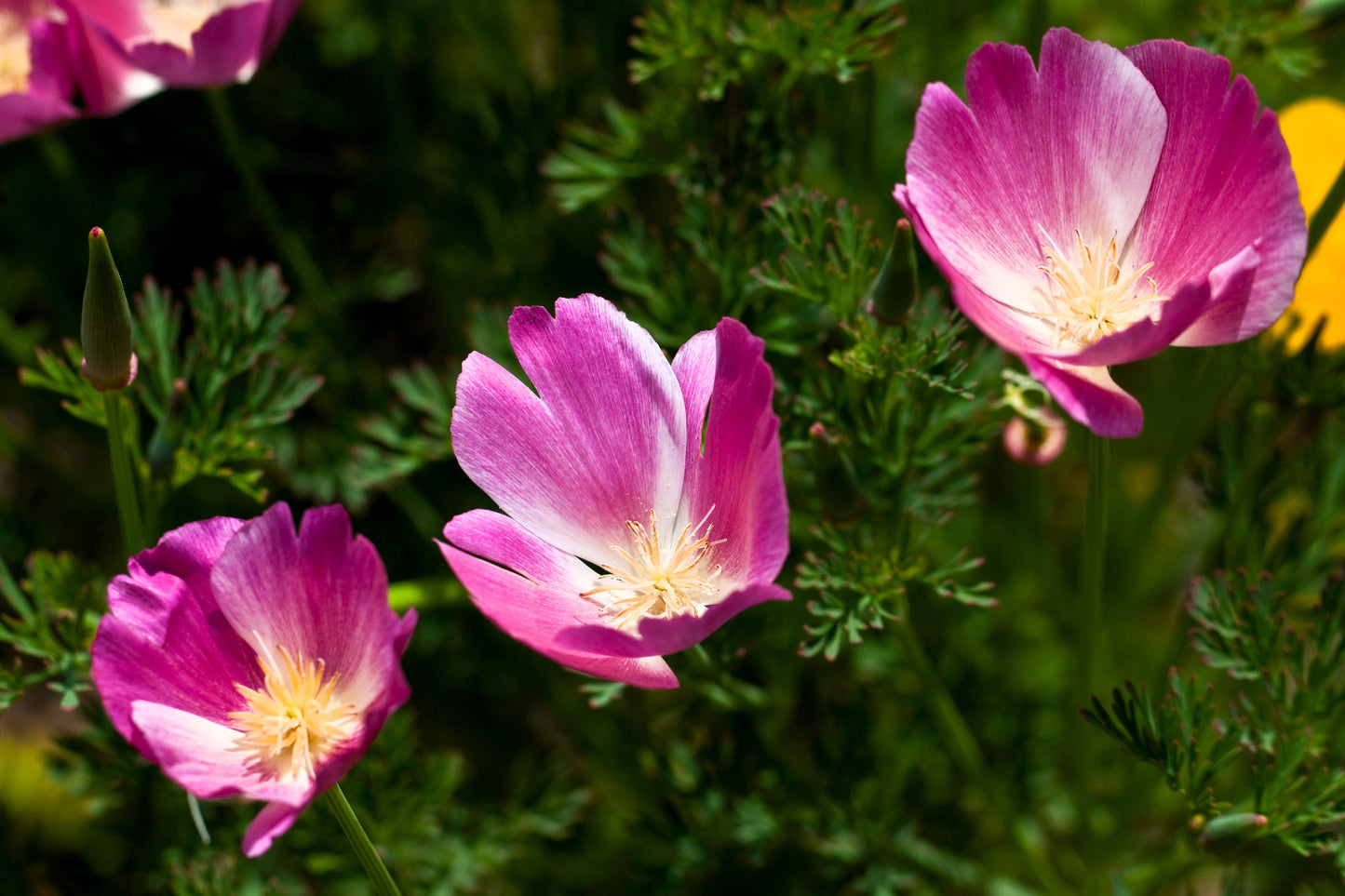 100 PURPLE Gleam CALIFORNIA POPPY Eschscholzia Californica Flower Seeds