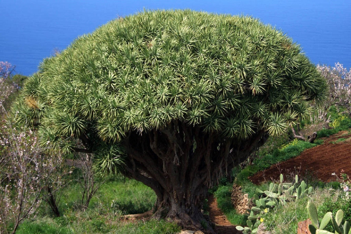 dracaena seeds 10 DRAGON TREE Dracaena Draco Canary Island Drago Blood Asparagus Yucc – Seedville USA