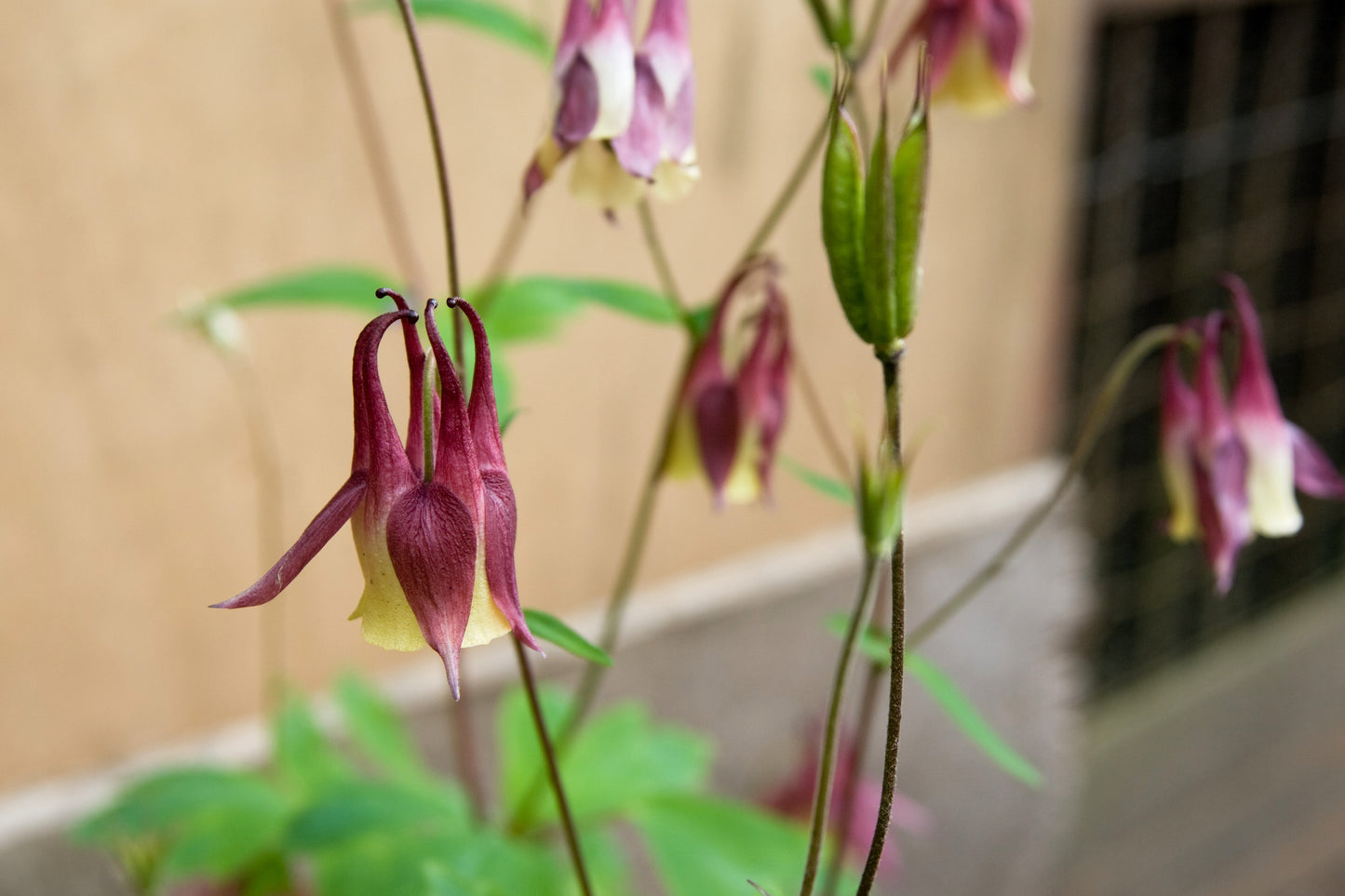 100 ORIENTAL COLUMBINE Plum & White Aquilegia Vulgaris Flower Seeds