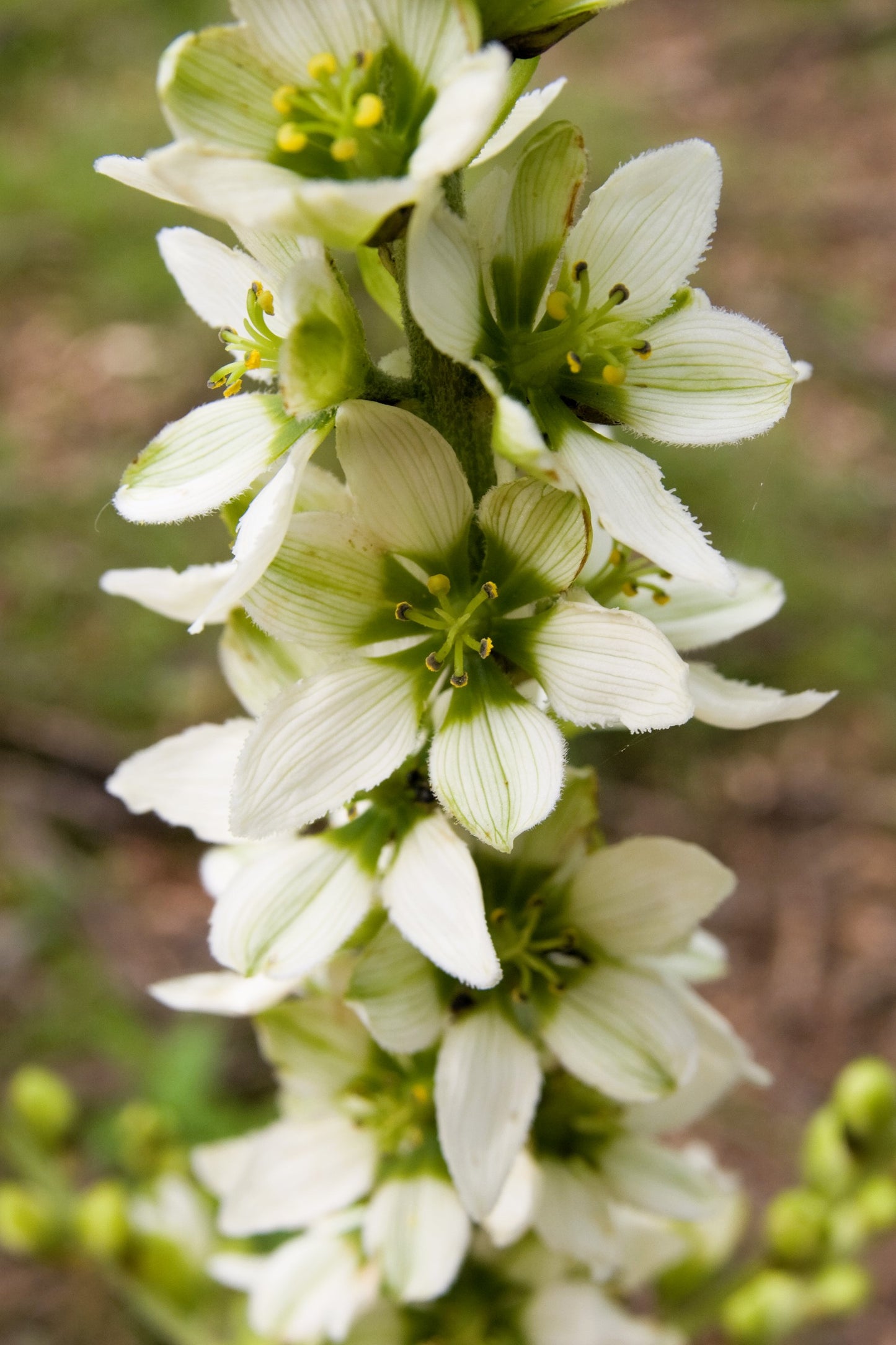100 VIRGINIA BUNCHFLOWER LILY (White Hellebore / Corn Lily) Melanthium Virginicum Veratrum Flower Seeds