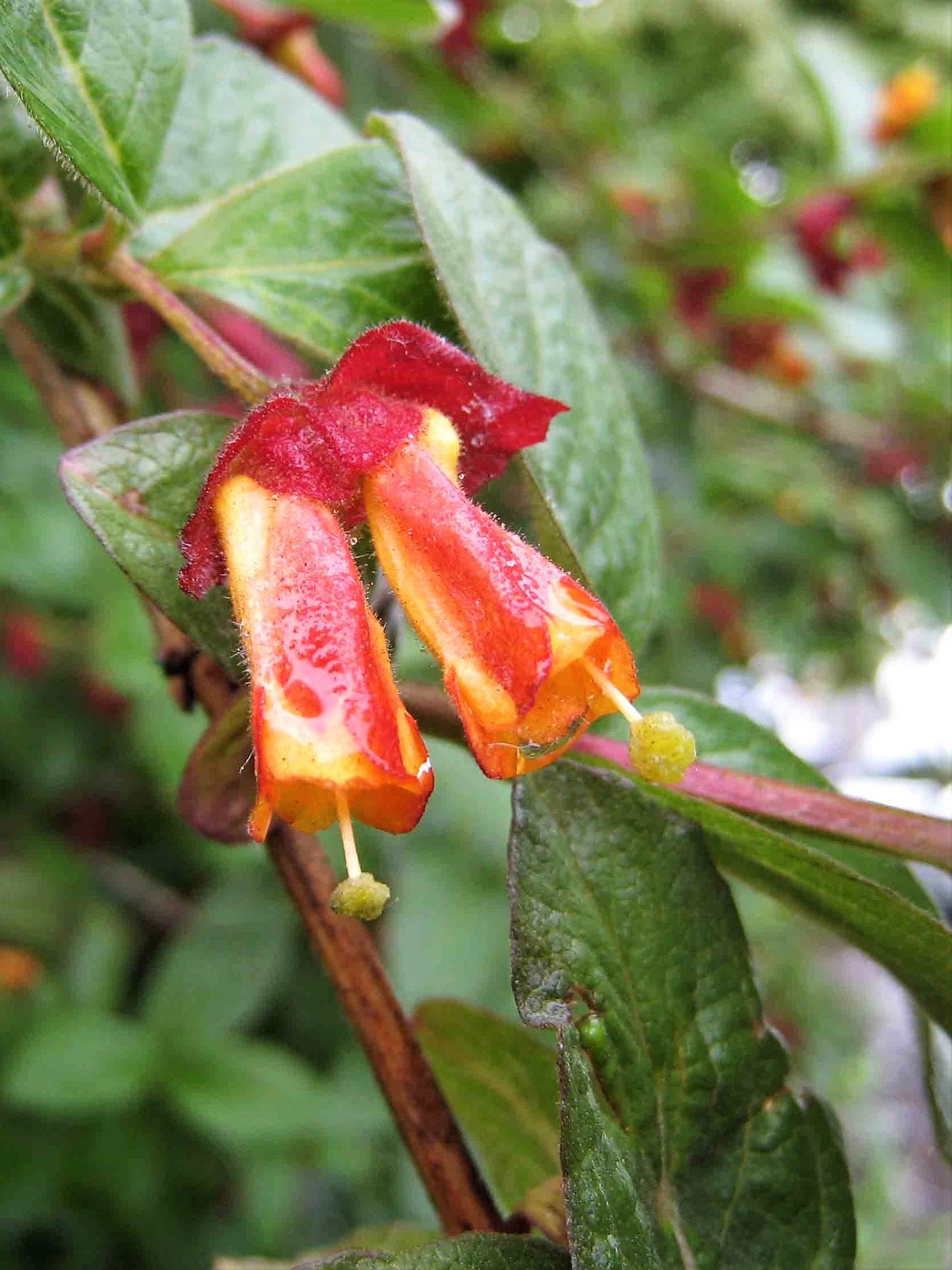 25 TWINBERRY HONEYSUCKLE Lonicera Involucrata California Bearberry Black Twin Berry Endangered Native Sun or Shade Shrub Yellow Red Hummingbird Flower Seeds