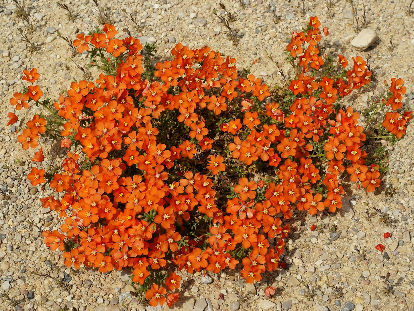 100 SCARLET PIMPERNEL (Adders Eyes) Anagallis Arvensis Flower Seeds