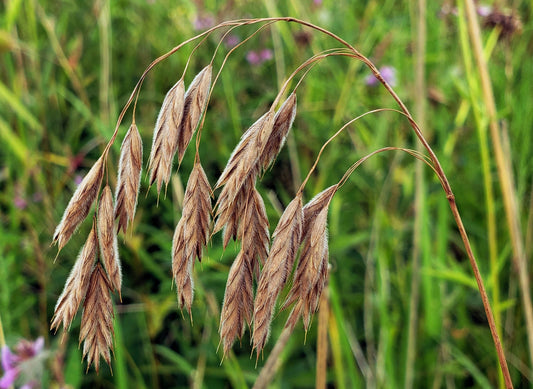 100 PRAIRIE BROME Arctic Brome Ornamental Grass Bromus Kalmii Seeds
