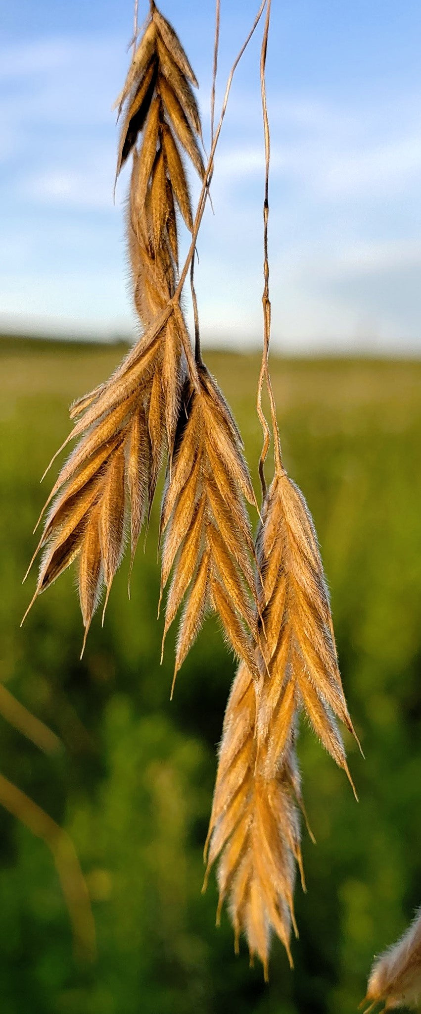 planting brome grass seed 100 PRAIRIE BROME Arctic Brome Ornamental Grass Bromus Kalmii Seeds –  Seedville USA