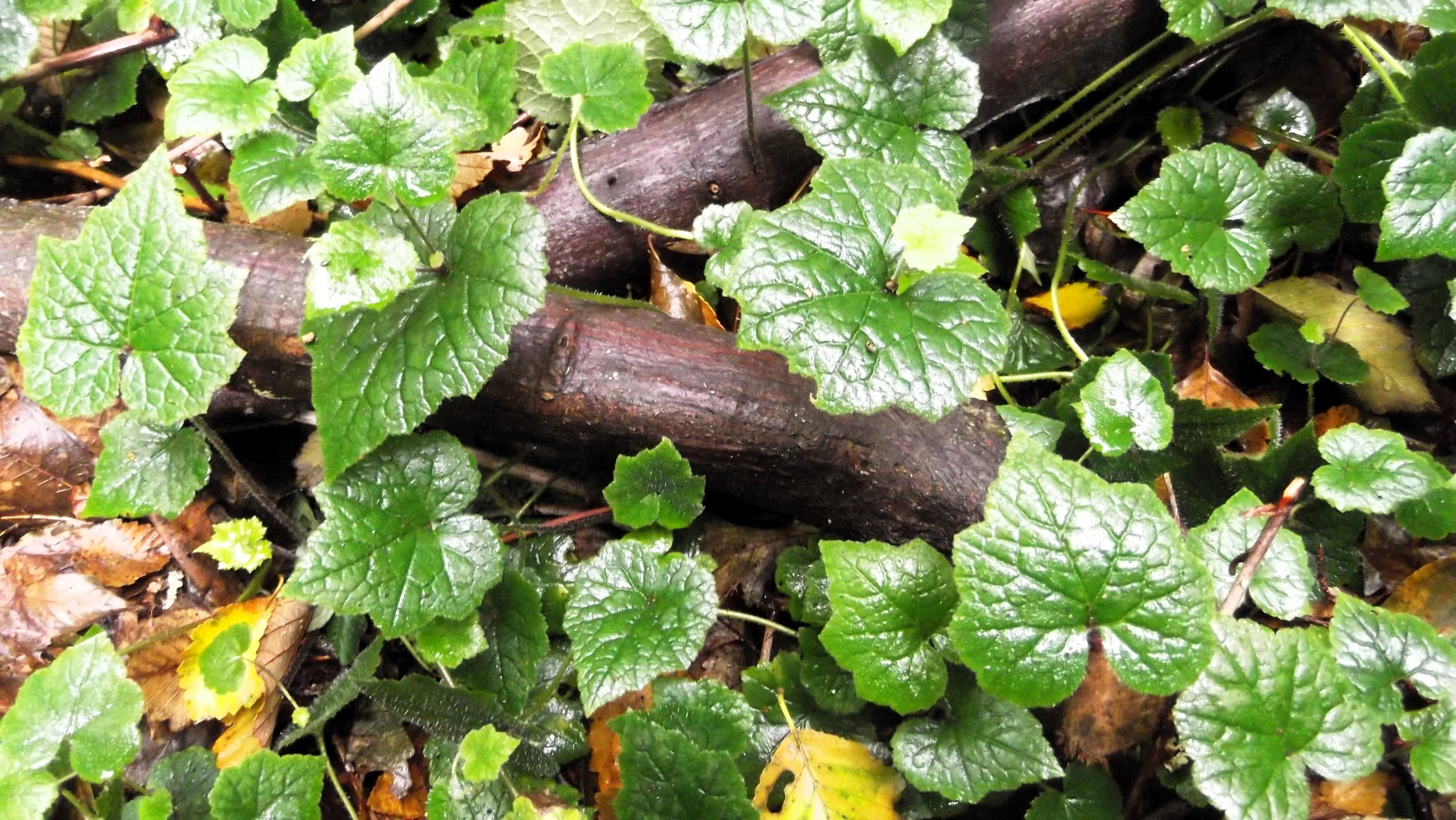 piggyback plant seeds 100 PIGGYBACK Plant YOUTH On AGE Tolmiea Thousand Mothers Menziesii Shade Flower Seeds