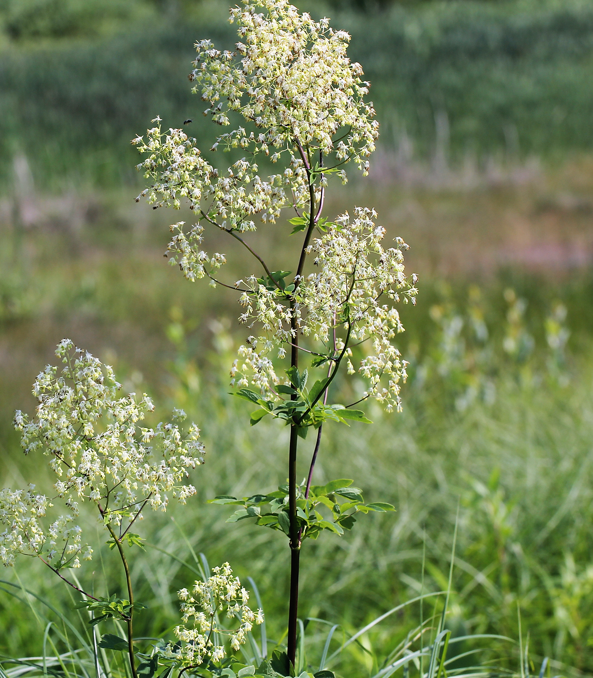 50 PURPLE MEADOW RUE Thalictrum Dasycarpum White & Yellow Flower Herb Seeds