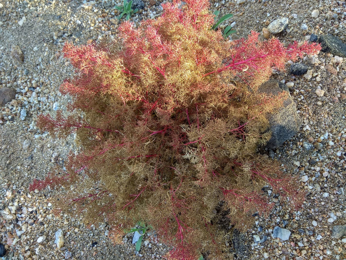 Aristata Teloxis, sea foam, zeechium, Super professional sea moss - Videocorsi per diorami e presepi Aristata Teloxis, sea foam, zeechium, Super professional sea moss - Videocorsi per diorami e presepi