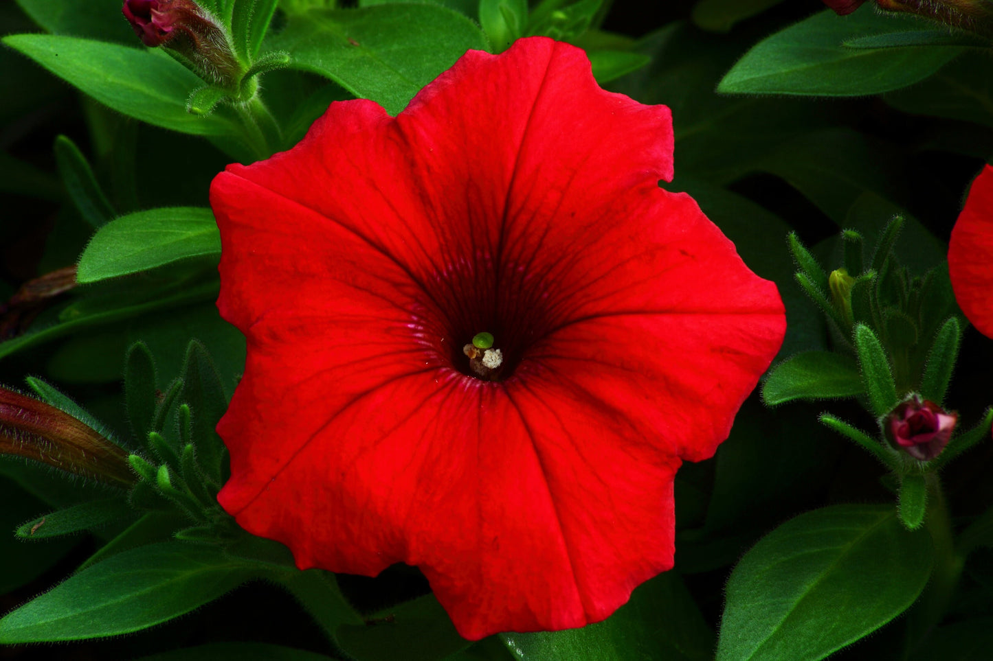 500 Fire Chief RED PETUNIA Nana Compacta Sun Annual AAS Winner Fragrant Hummingbird Flower Seeds