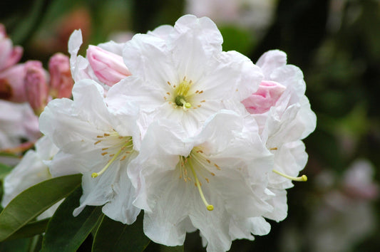 50 FORTUNE RHODODENDRON Fortunei Shrub Rose Pink Mauve White Flower Seeds