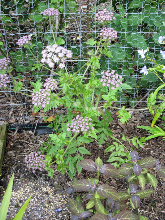 10 Madeira GIANT BLACK PARSLEY Parsnip Palm Melanoselinum Decipiens Flower Seeds