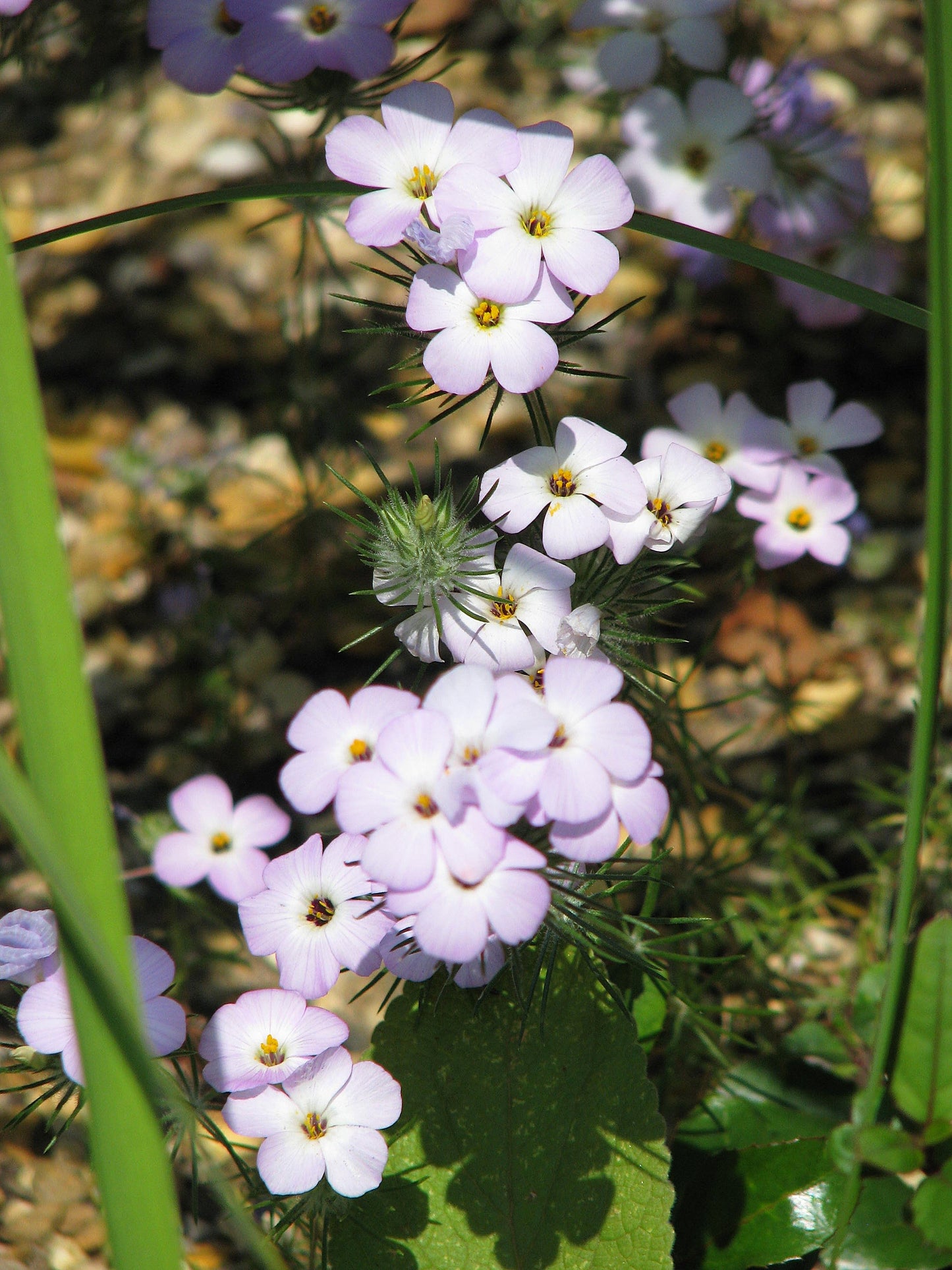 1000 California MOUNTAIN PHLOX Linanthus Grandiflorus Leptosiphon Flower Seeds