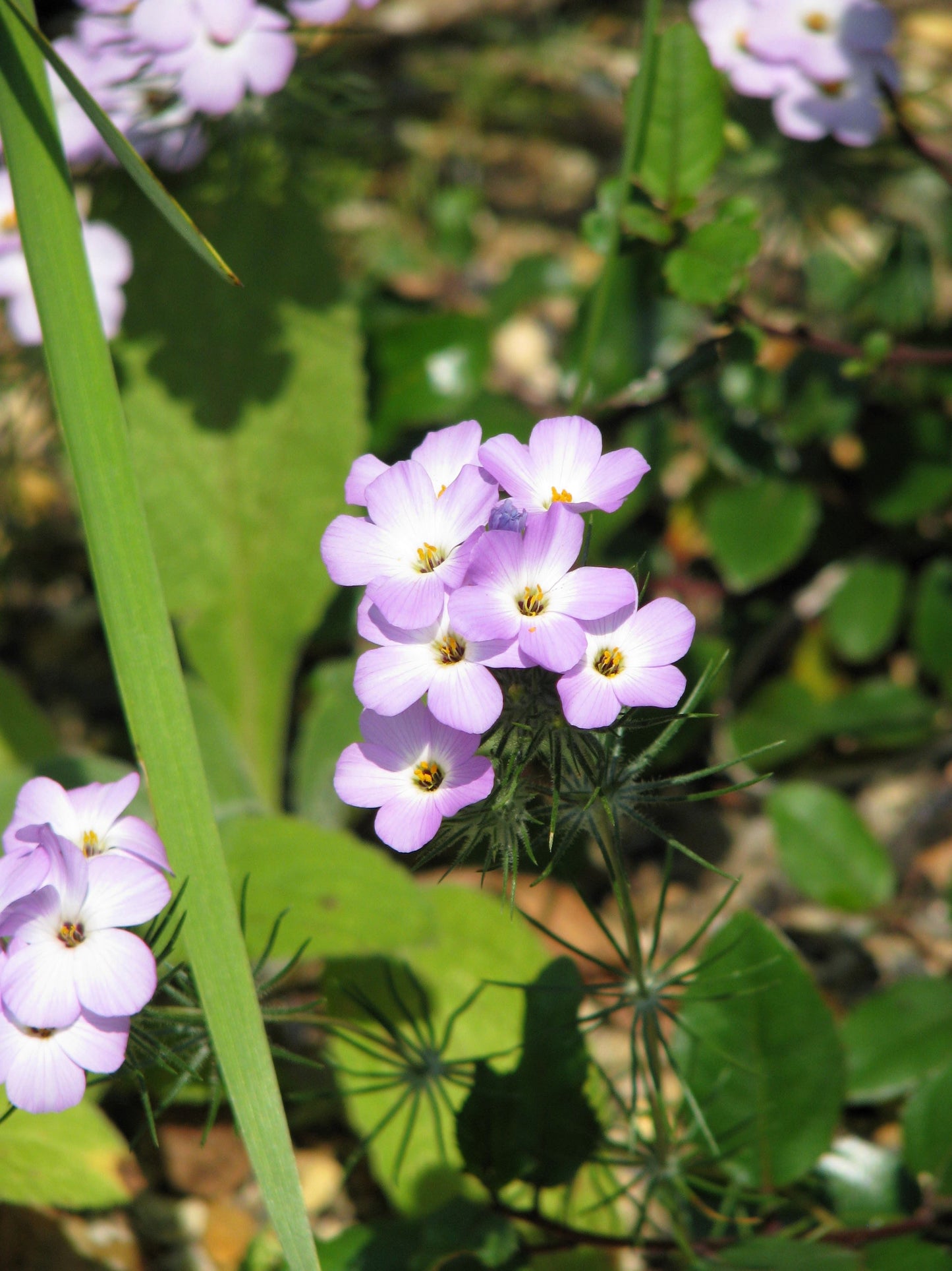 1000 California MOUNTAIN PHLOX Linanthus Grandiflorus Leptosiphon Flower Seeds