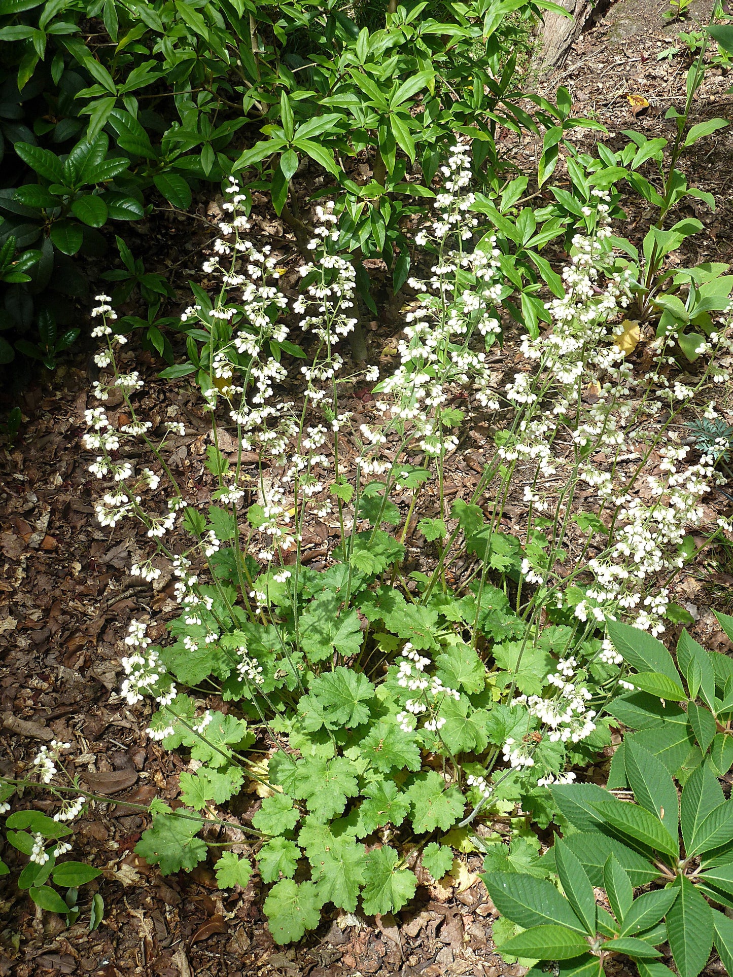 1200 Prairie Alumroot CORAL BELLS / HEUCHERA Richardsonii Shade Flower Seeds