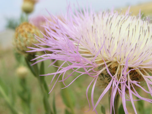 25 AMERICAN ROSE (Centaurea Aloha / American Starflower / American Basket Flower / America Starthistle) Centaurea Americana Flower Seeds