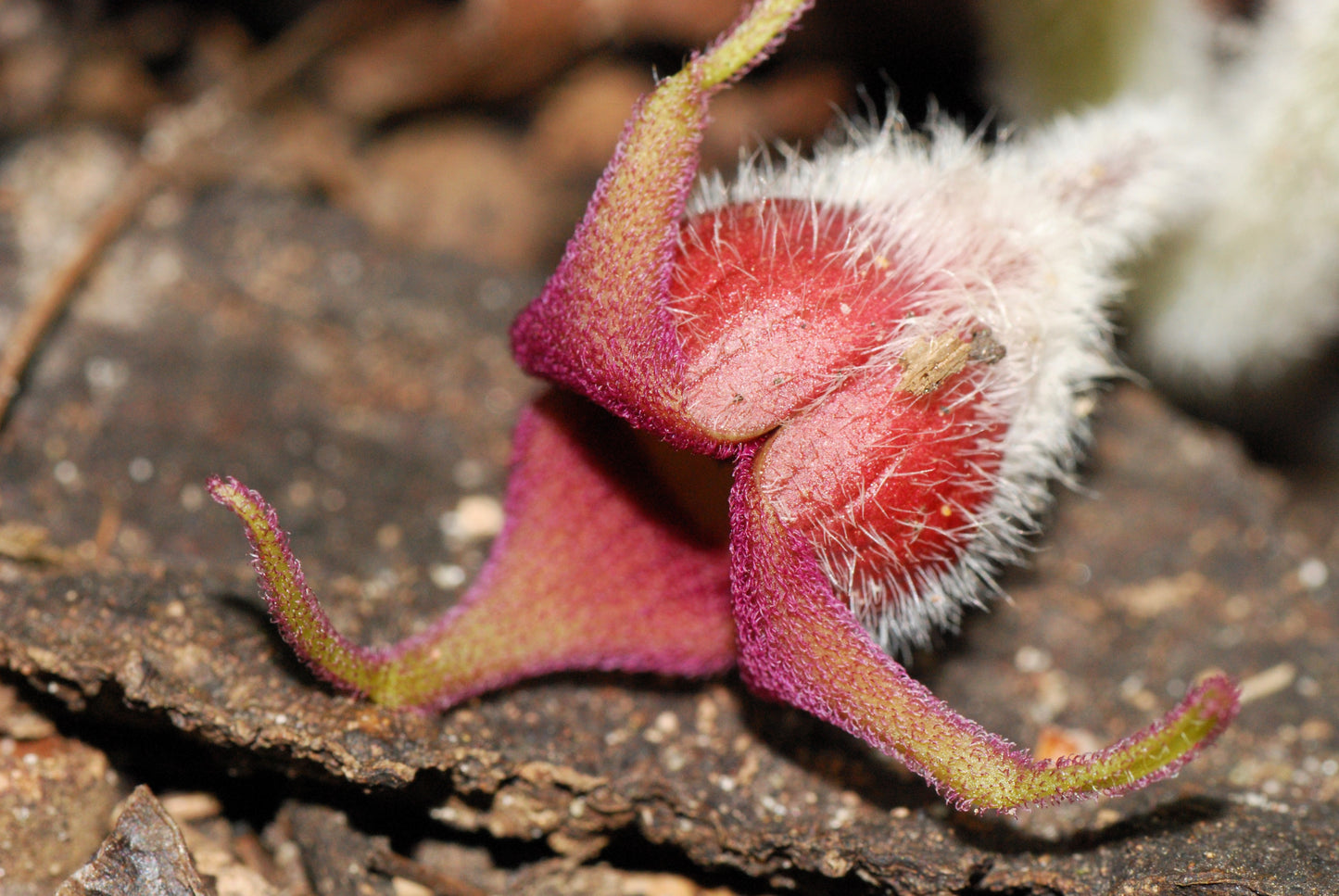 25 WILD GINGER Asarum Canadense Canadian Heart Snakeroot Flower Herb Seeds