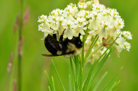 20 WHITE WORLED (Horesetail) MILKWEED Asclepias Verticillata Flower Seeds