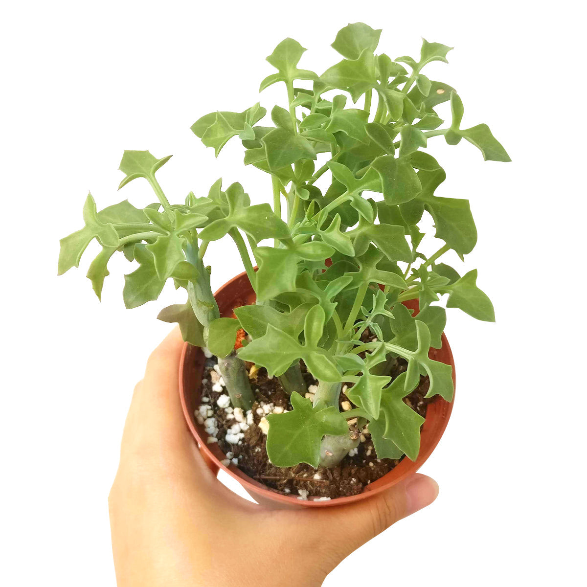 SENECIO Articulatus Candle Plant