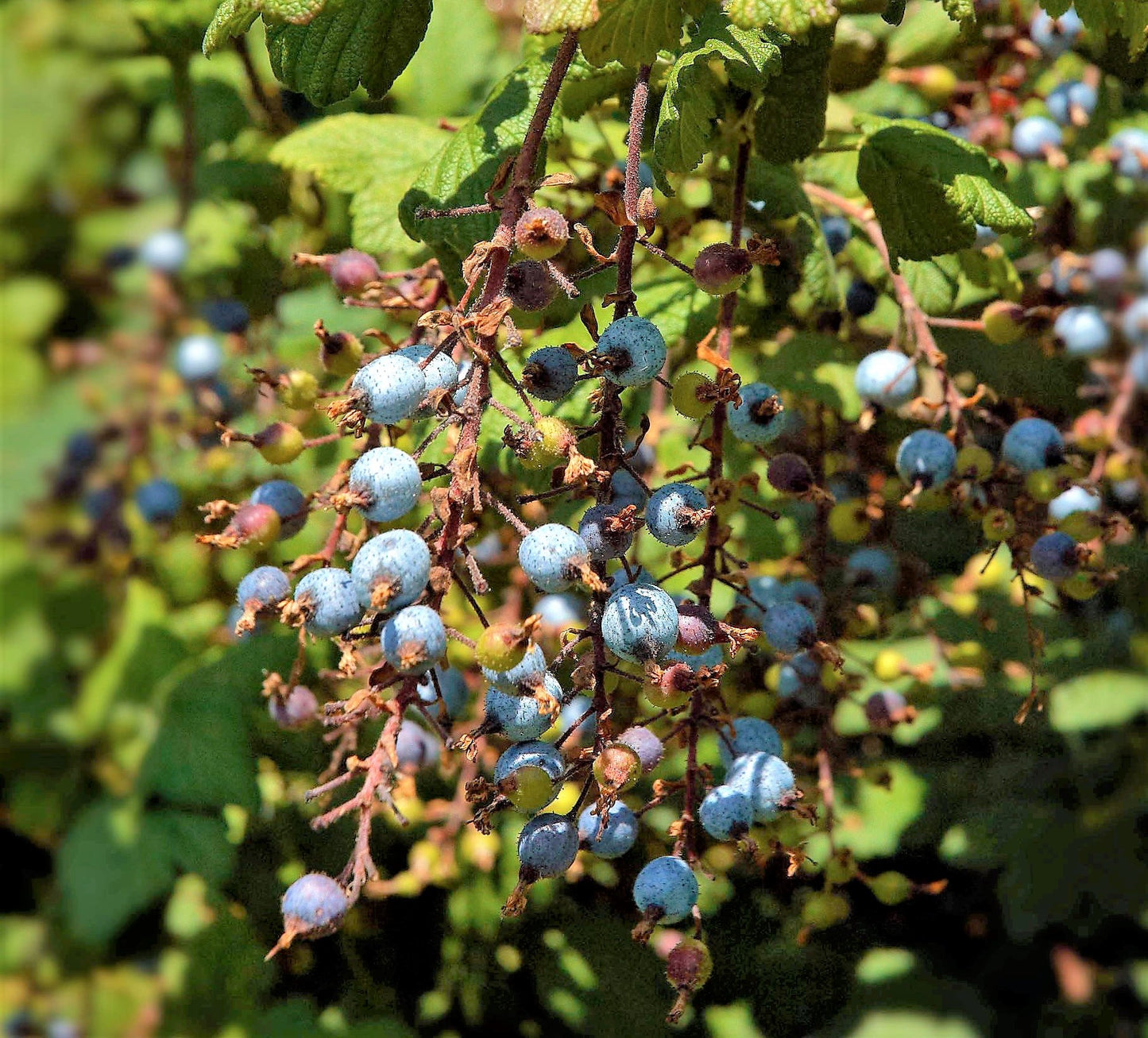 25 RED FLOWERING CURRANT Ribes Sanguineum aka Blood Currant Edible Fruit Blue Black Berries Shrub Seeds