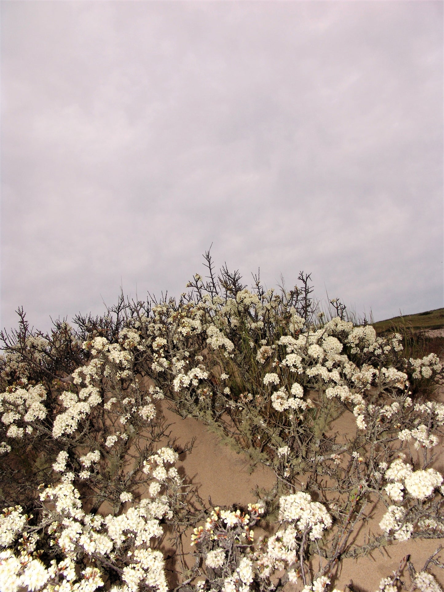 5 BEACH PLUM Prunus Maritima Native Edible Fruit Shrub Bush White Flower Seeds