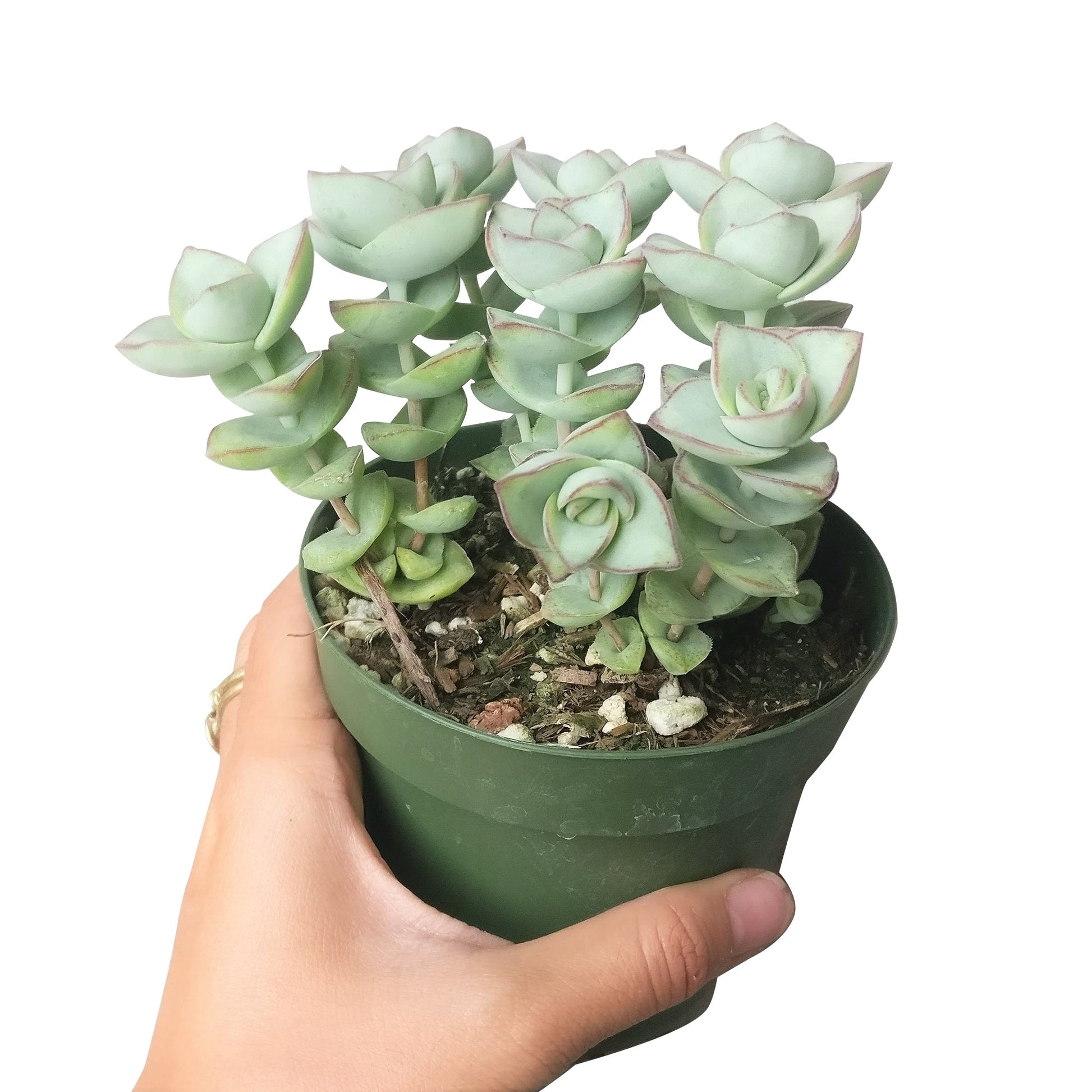 tower succulent Crassula Ivory Towers