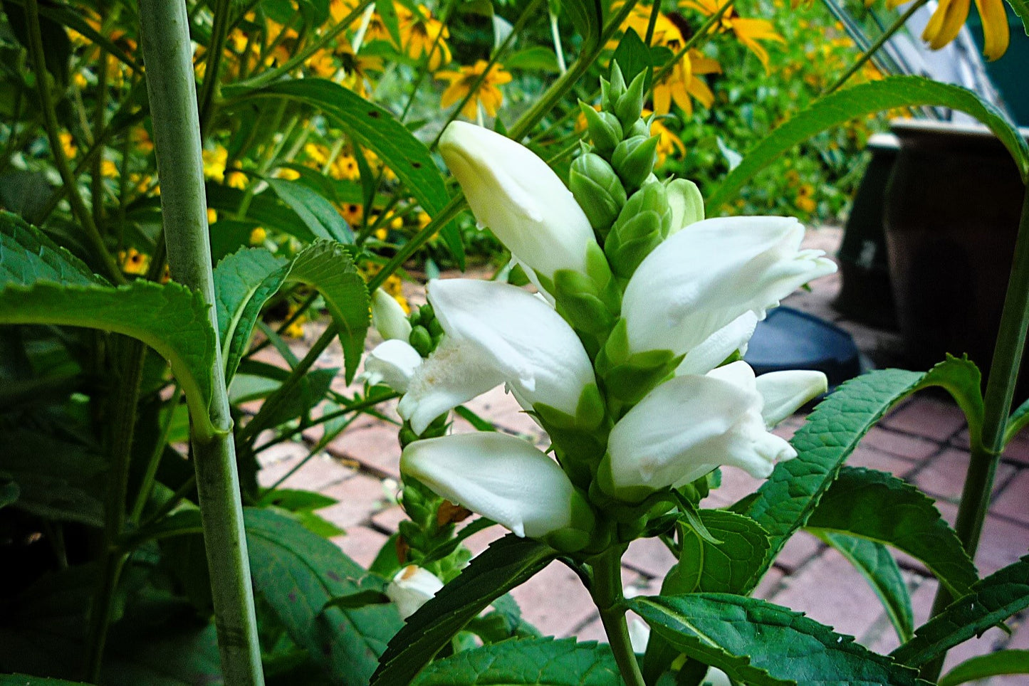 50 WHITE TURTLEHEAD Chelone Glabra Flower Seeds