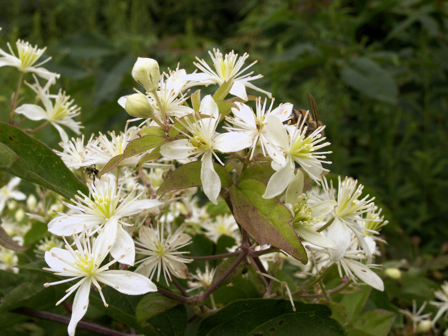 20 WHITE CLEMATIS Virginiana / Virgins Bower Flower Vine Seeds