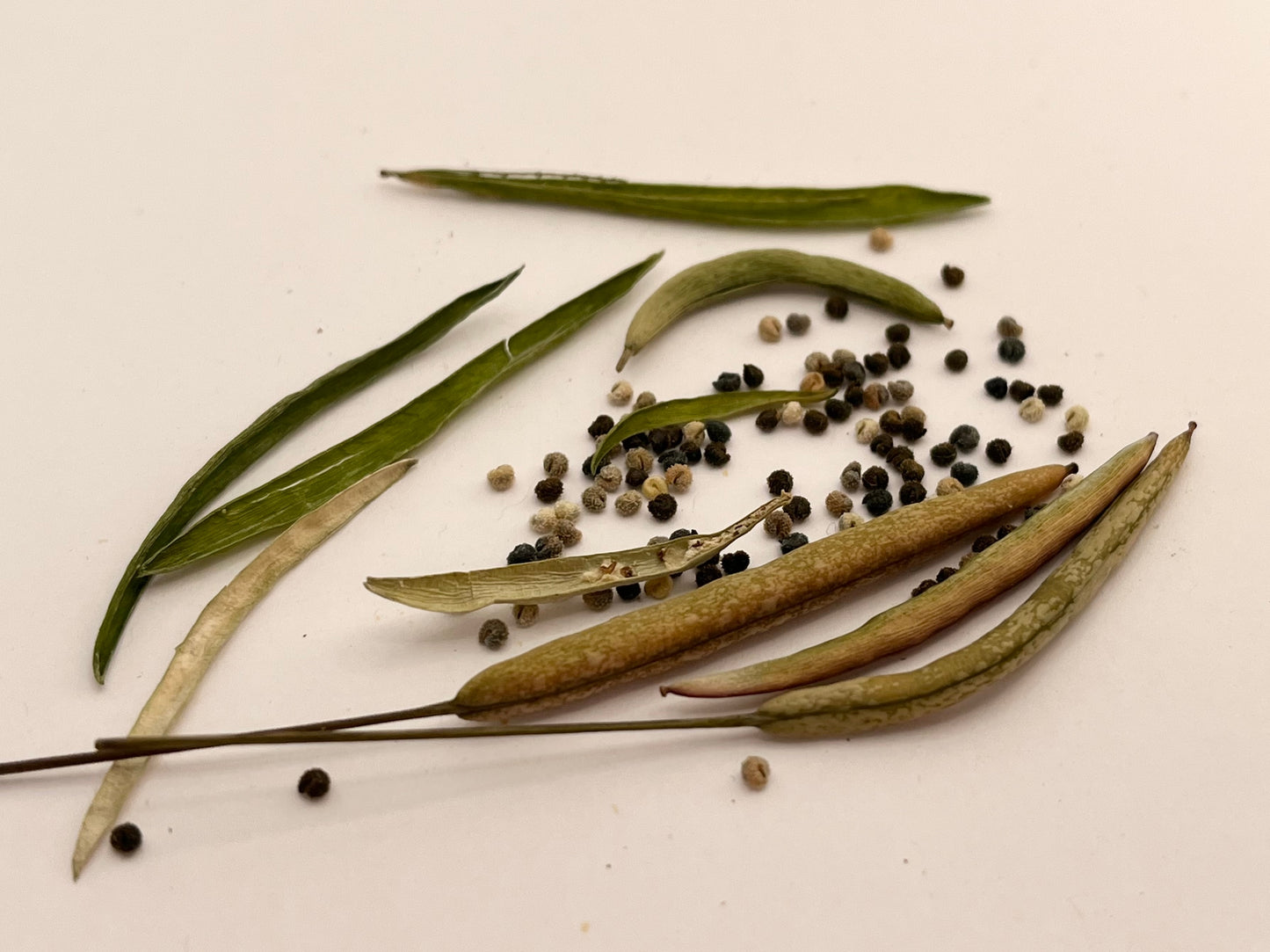 200 ROSE QUEEN CLEOME Hassleriana Spinosa Pink Spider Flower Seeds