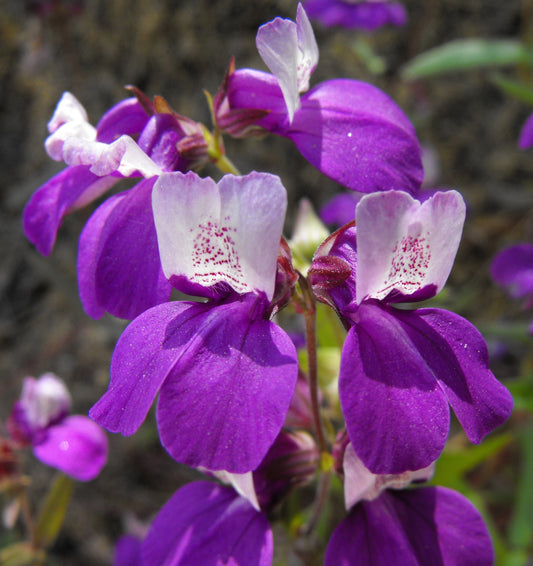 500 CHINESE HOUSES Pagodas Collinsia Heterophylla Flower Seeds