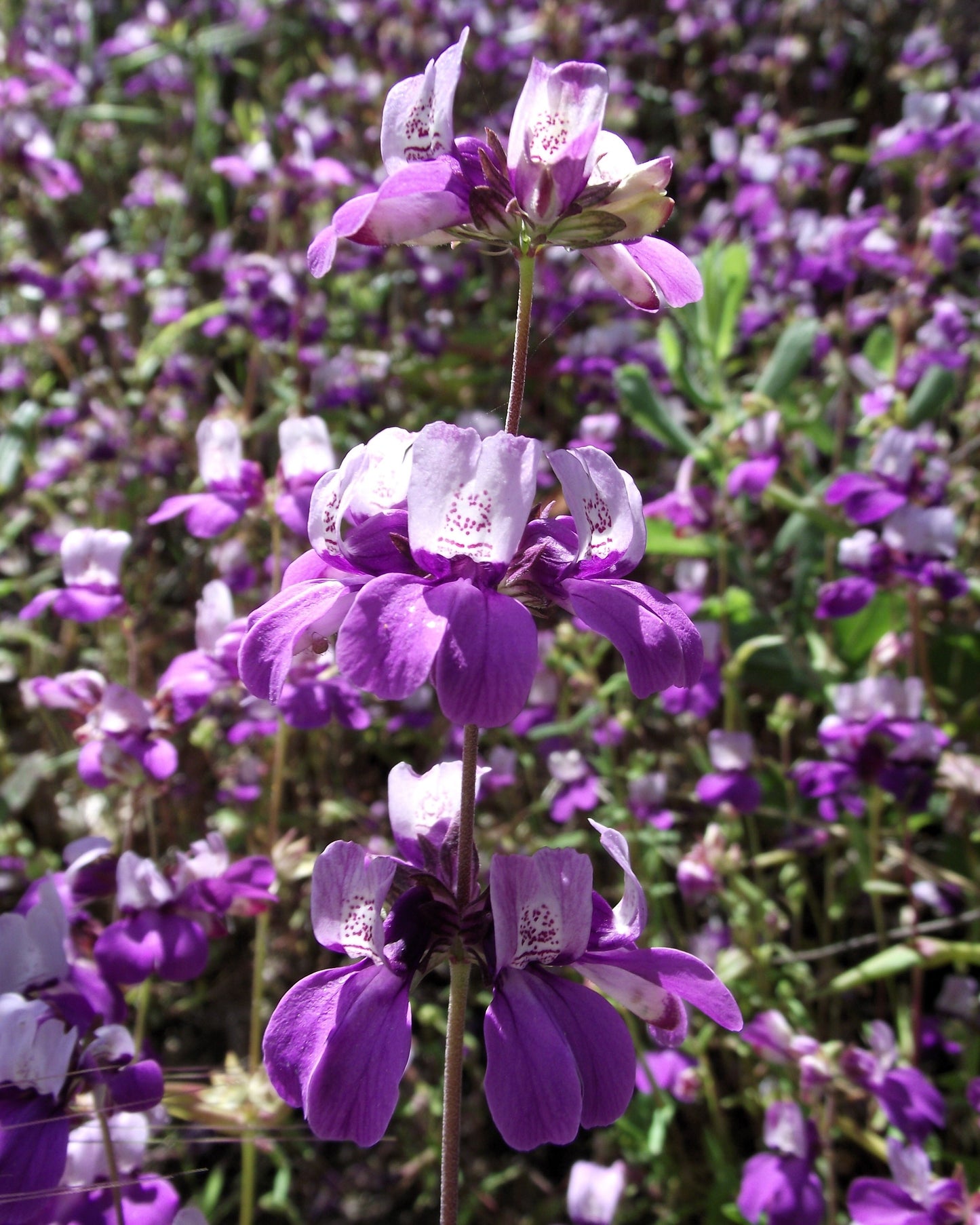 500 CHINESE HOUSES Pagodas Collinsia Heterophylla Flower Seeds