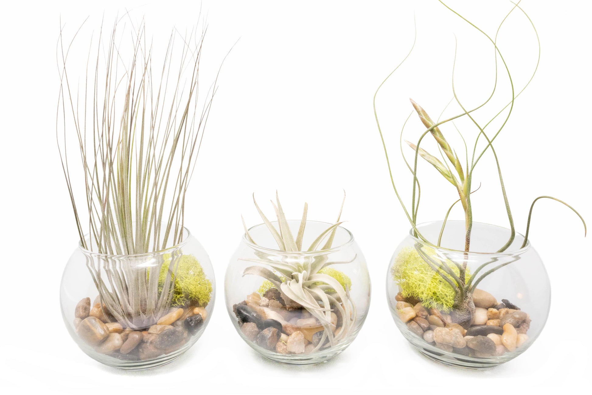tillandsia harrisii air plant Complete Bubble Trio Terrariums with Tillandsia Juncea, Butzii, and Ha – Seedville USA