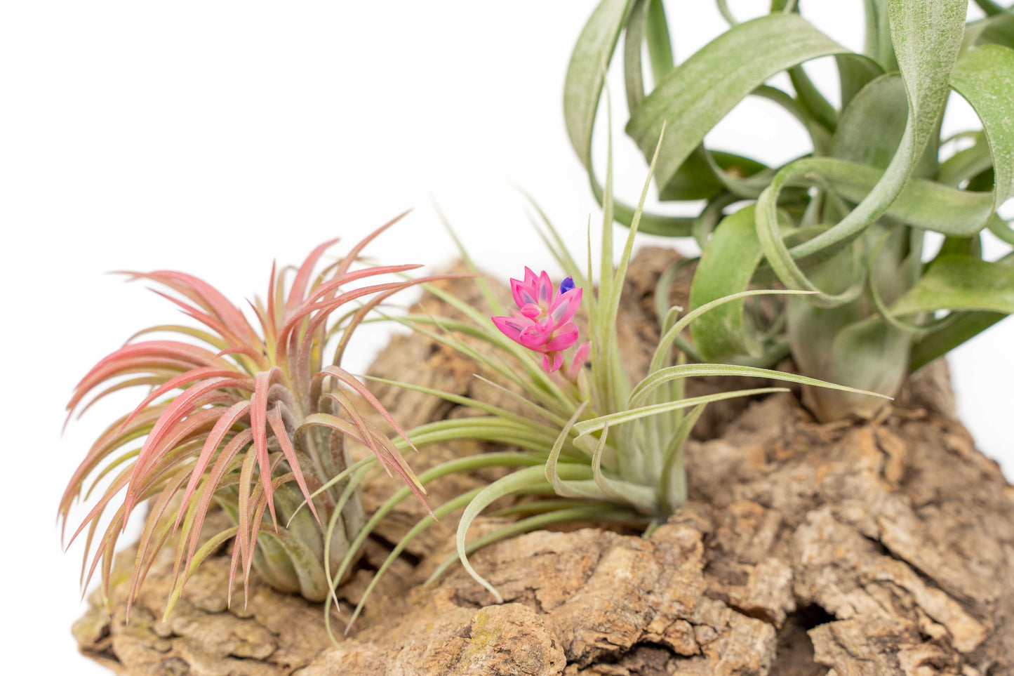 Medium Tabletop Cork Bark Display with 3 Tillandsia Air Plants