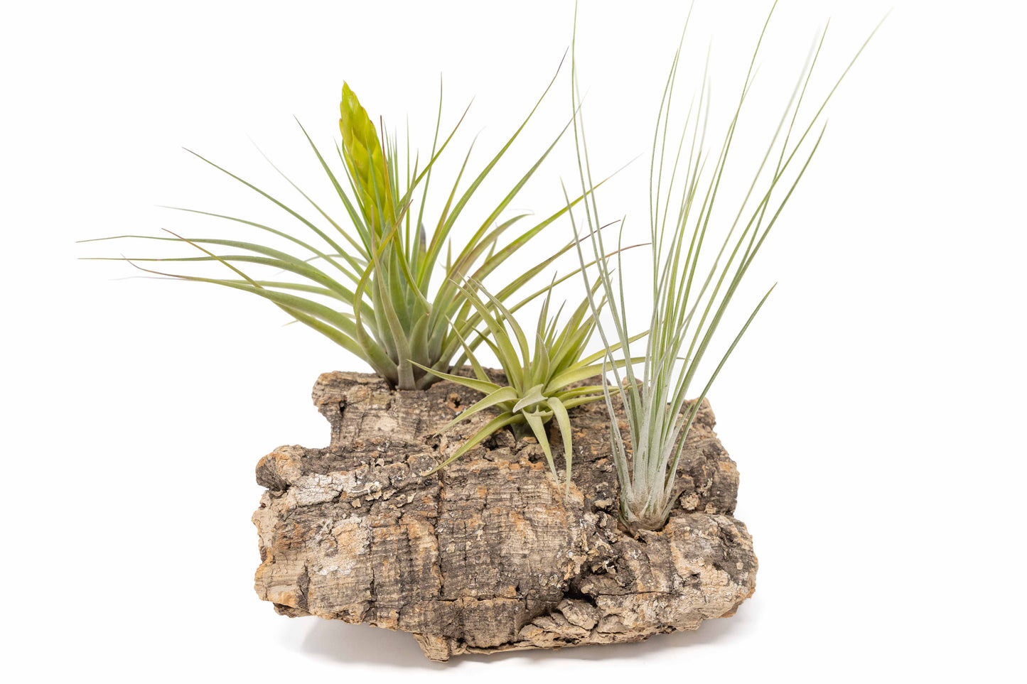 Medium Tabletop Cork Bark Display with 3 Tillandsia Air Plants