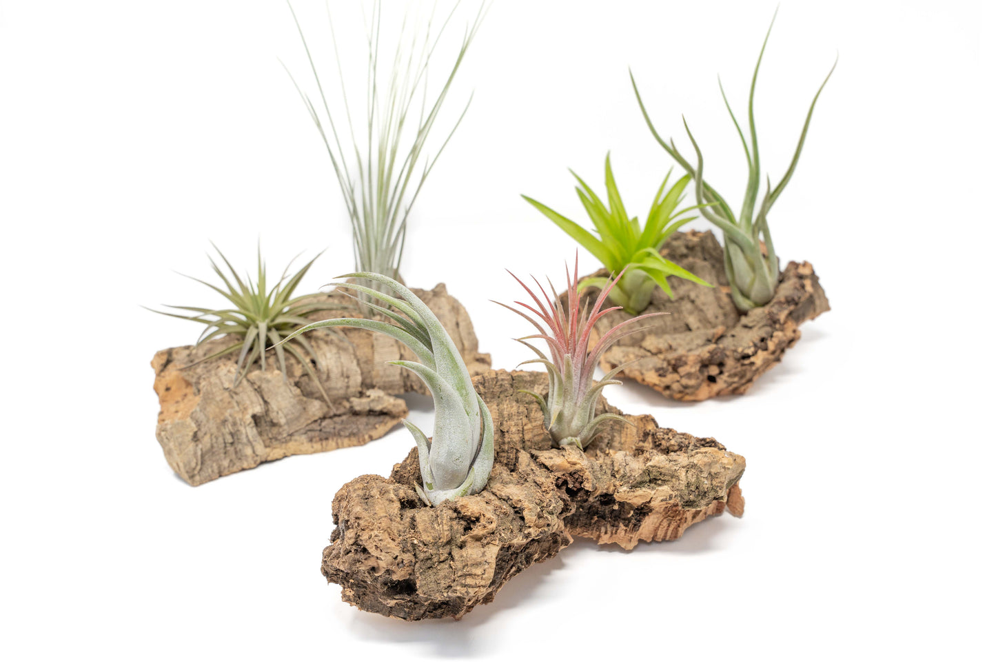 Small Tabletop Cork Bark Display with 2 Tillandsia Air Plants