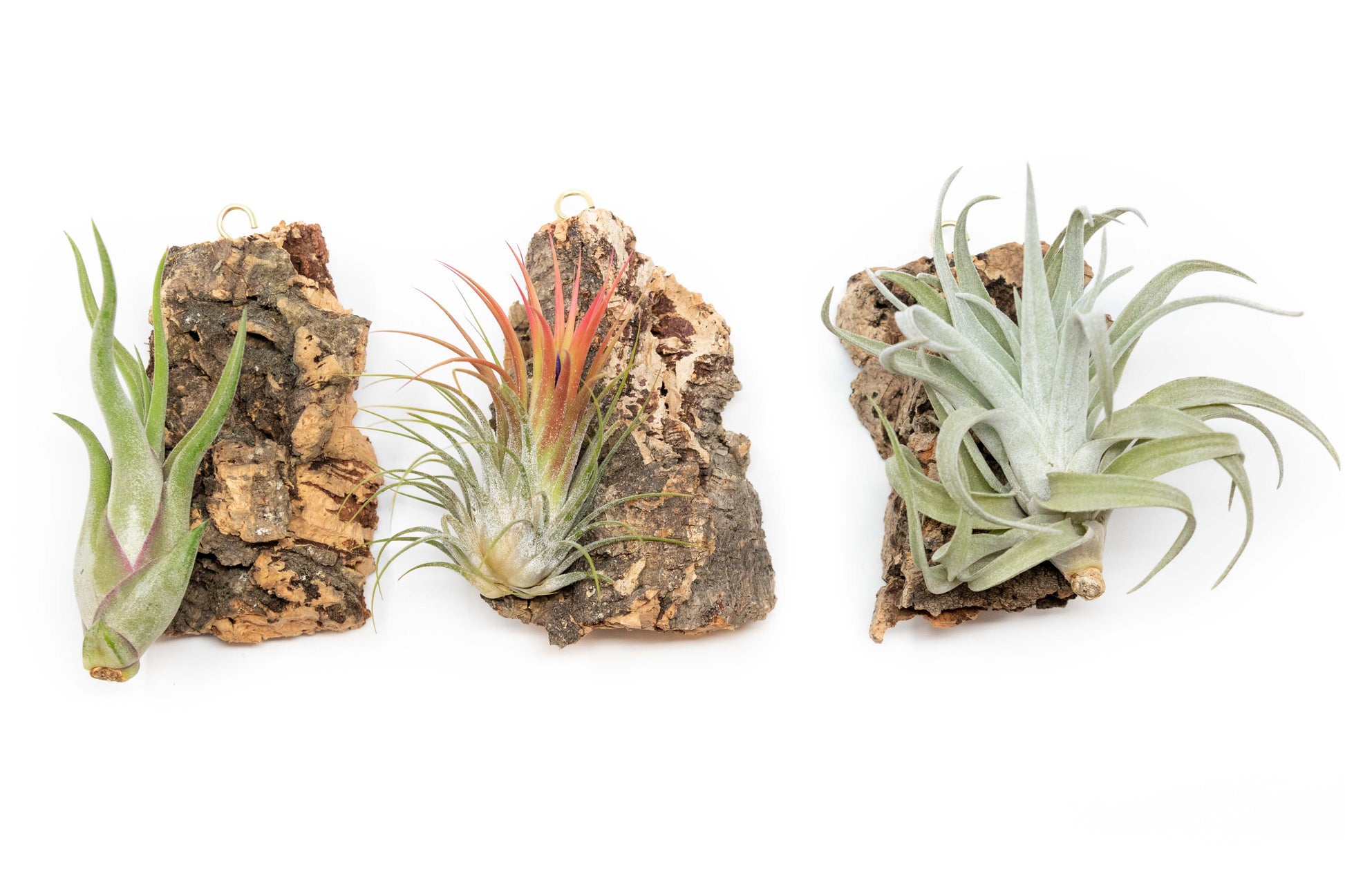 how to attach air plants to cork bark Cork Bark Chunk Display with Assorted Tillandsia Air Plant