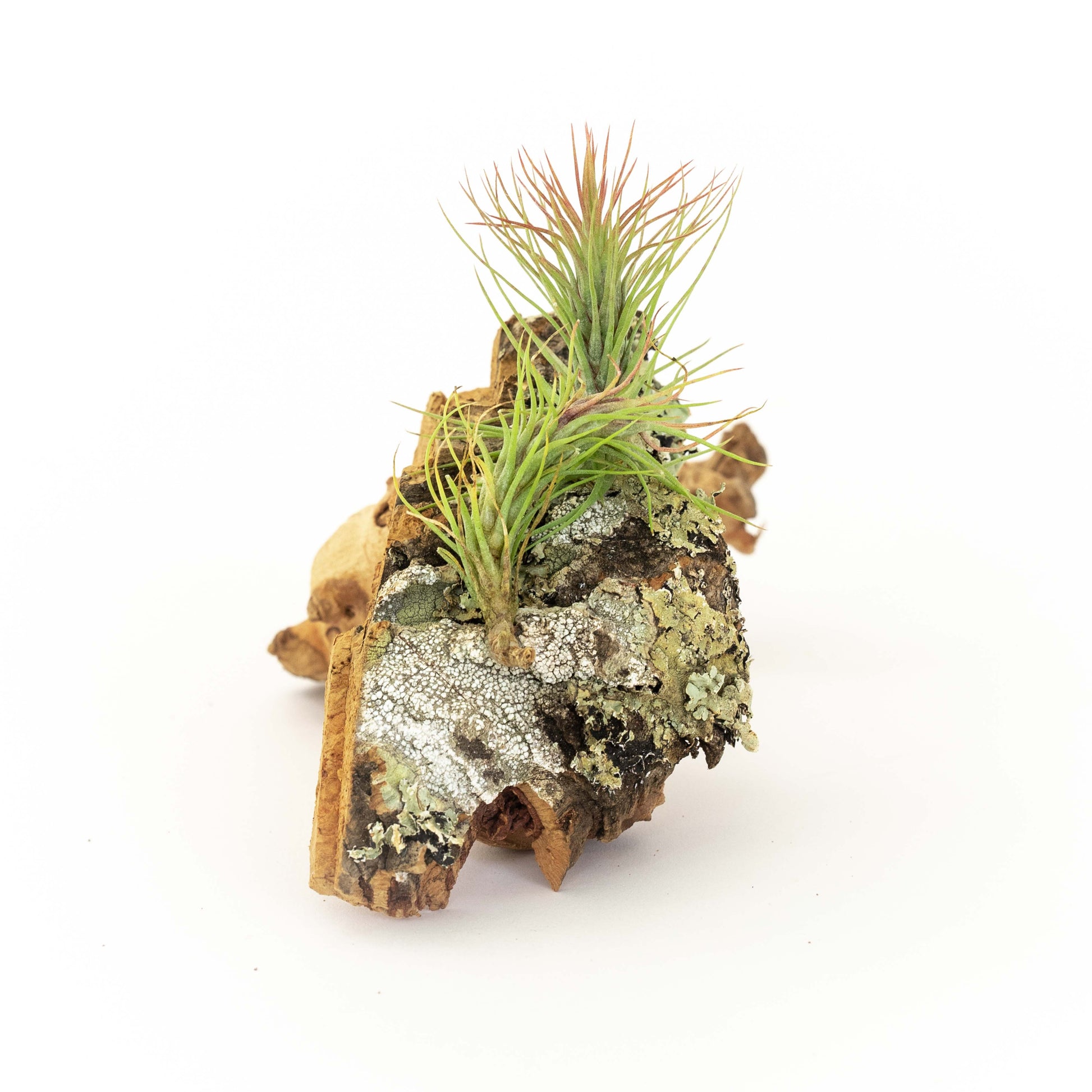how to attach air plants to cork bark Cork Bark Chunk Display with Assorted Tillandsia Air Plant