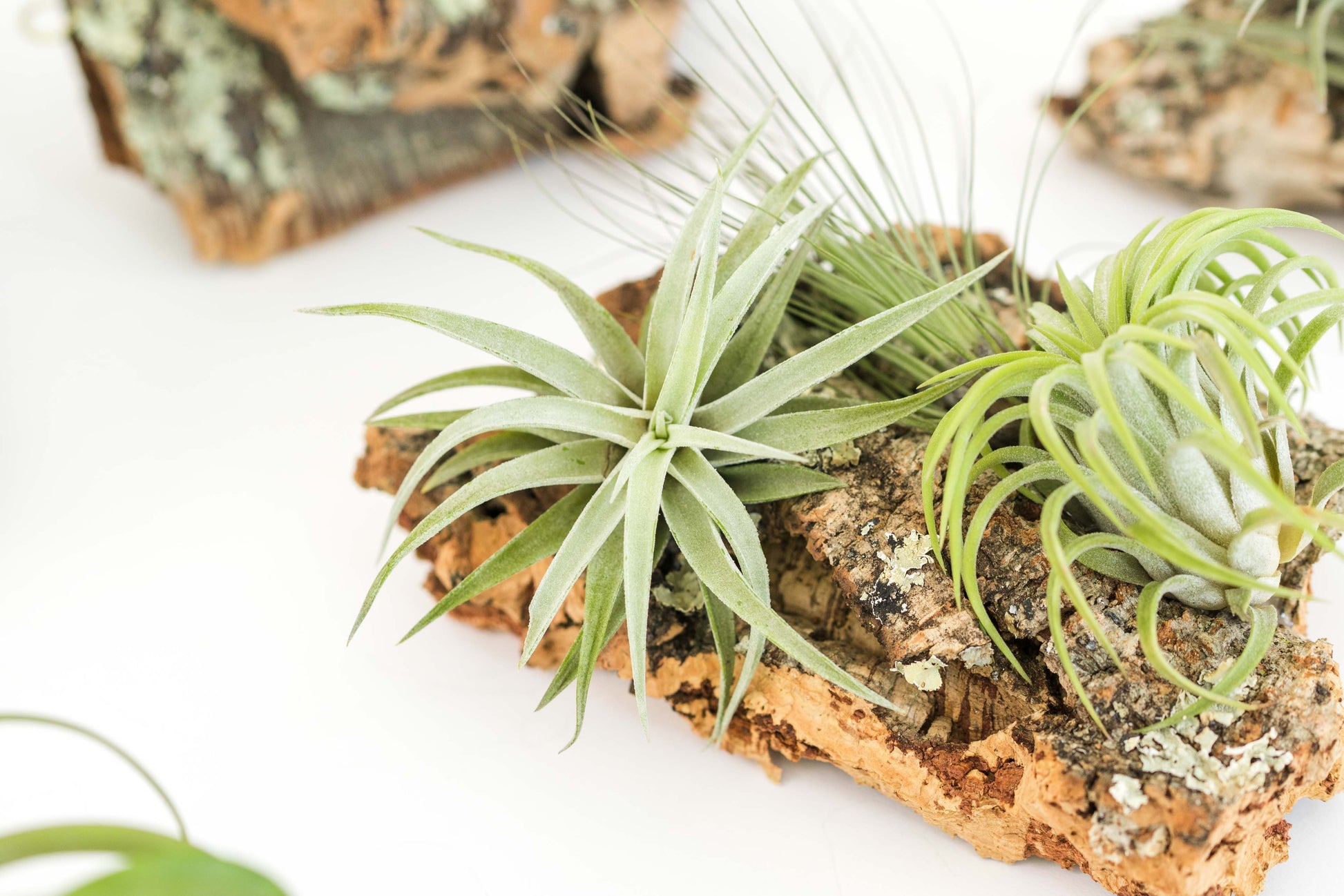 air plant glue Large Cork Bark Display with 5 Tillandsia Air Plants & Waterproof Glue – Seedville USA