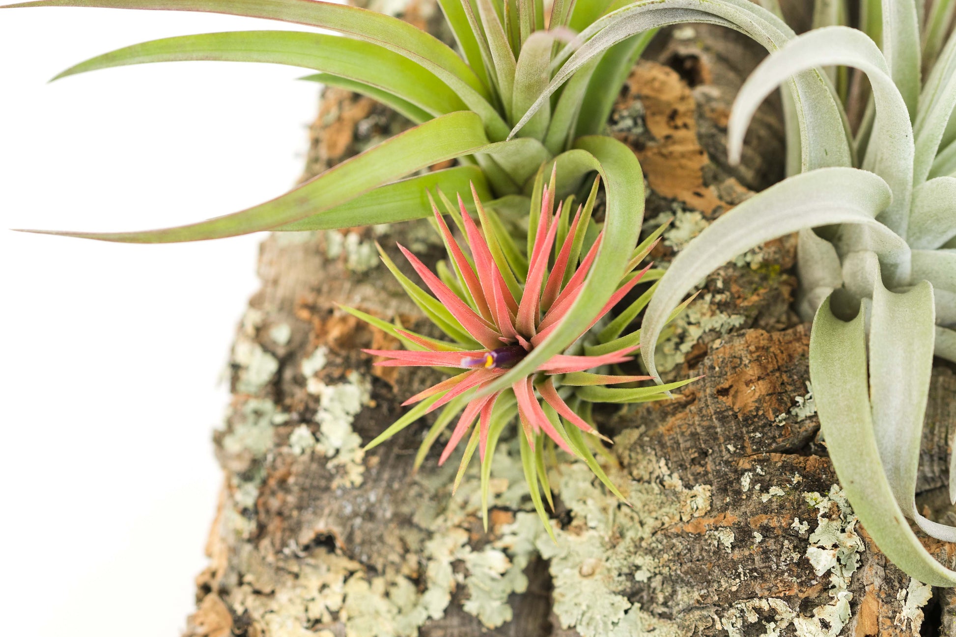 air plant glue Large Cork Bark Display with 5 Tillandsia Air Plants & Waterproof Glue – Seedville USA