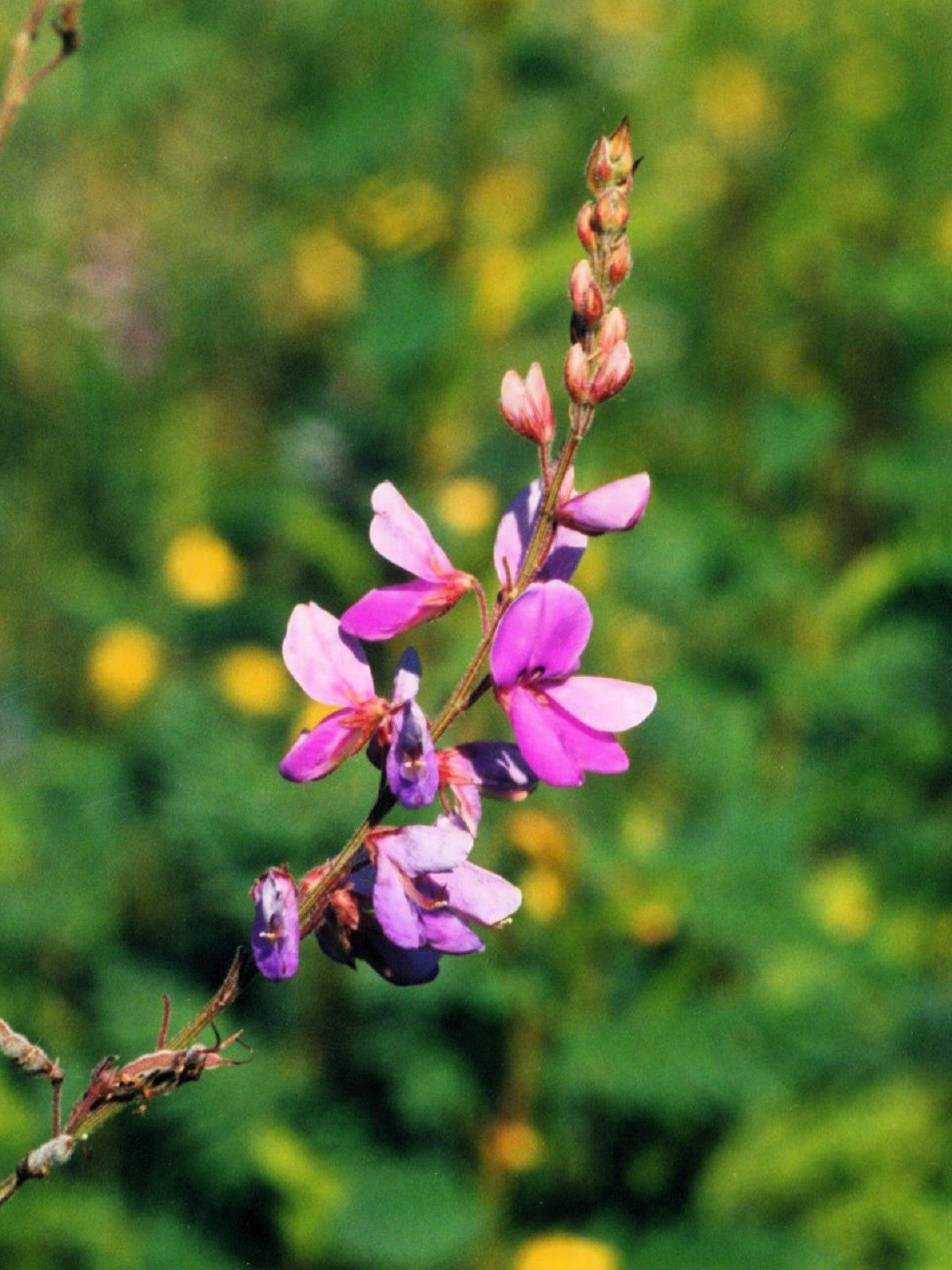 200 SHOWY PINK TREFOIL Stick Tights Desmodium Canadense Flower Seeds