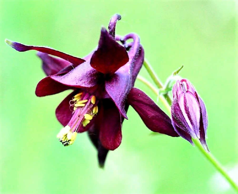 20 BLACK COLUMBINE Dark Columbine Aquilegia Atrata Deep Purple Flower Seeds