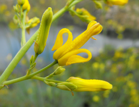 10 GOLDEN EARDROPS Dicentra Chrysantha Yellow Bleeding Heart Shade Flower Seeds