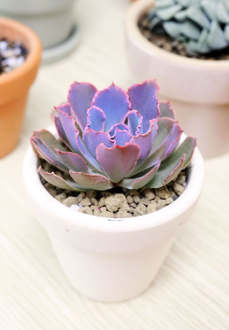 Echeveria Neon Breaker